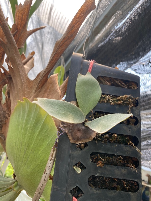 P.Willinckii cv. Yeti 【artPLANTs】ビカクシダ/Platycerium