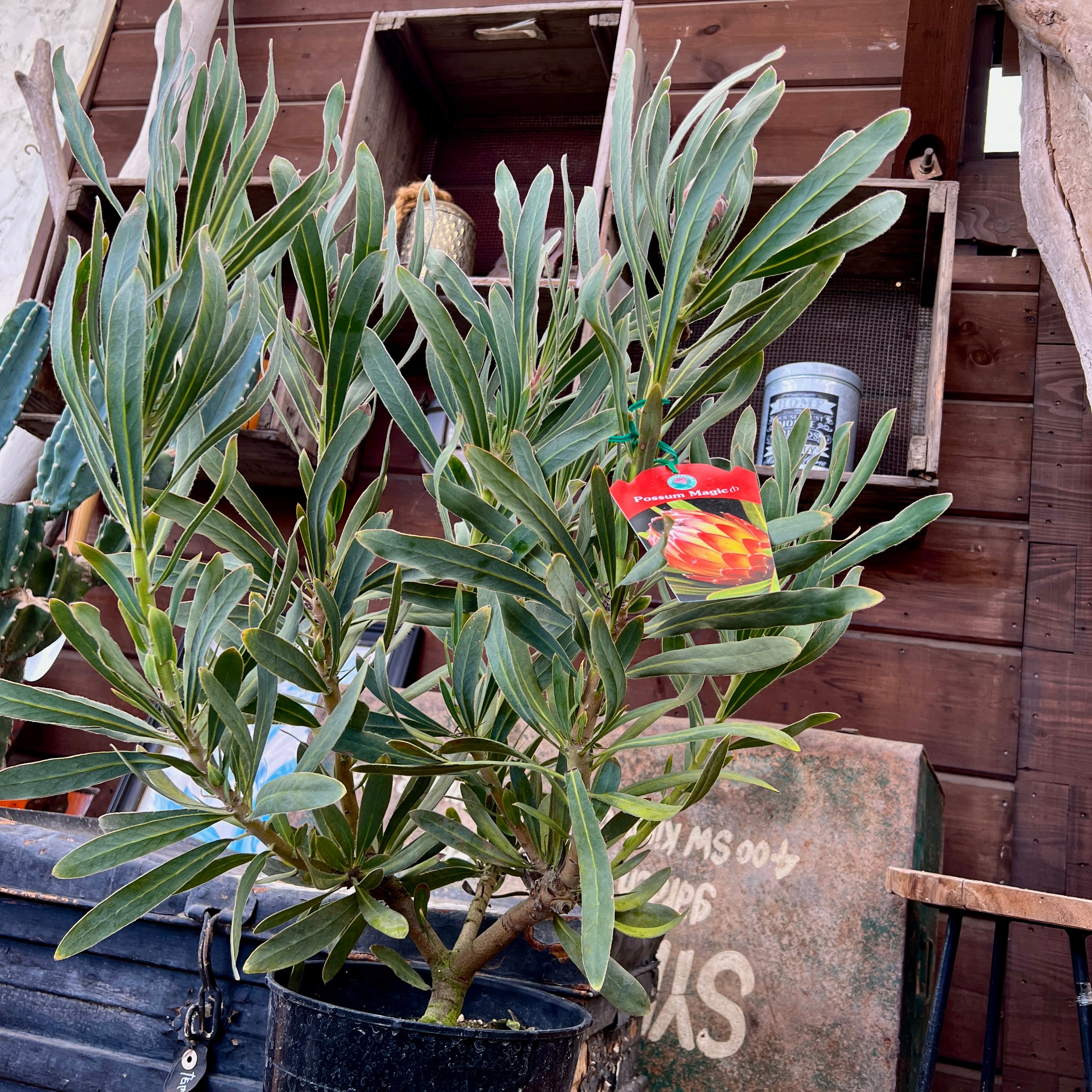 現品1点物の幹極太でつぼみたくさんのプロテア・ポッサムマジック 現品1点物の幹極太でつぼみたくさんのプロテア・ポッサムマジック