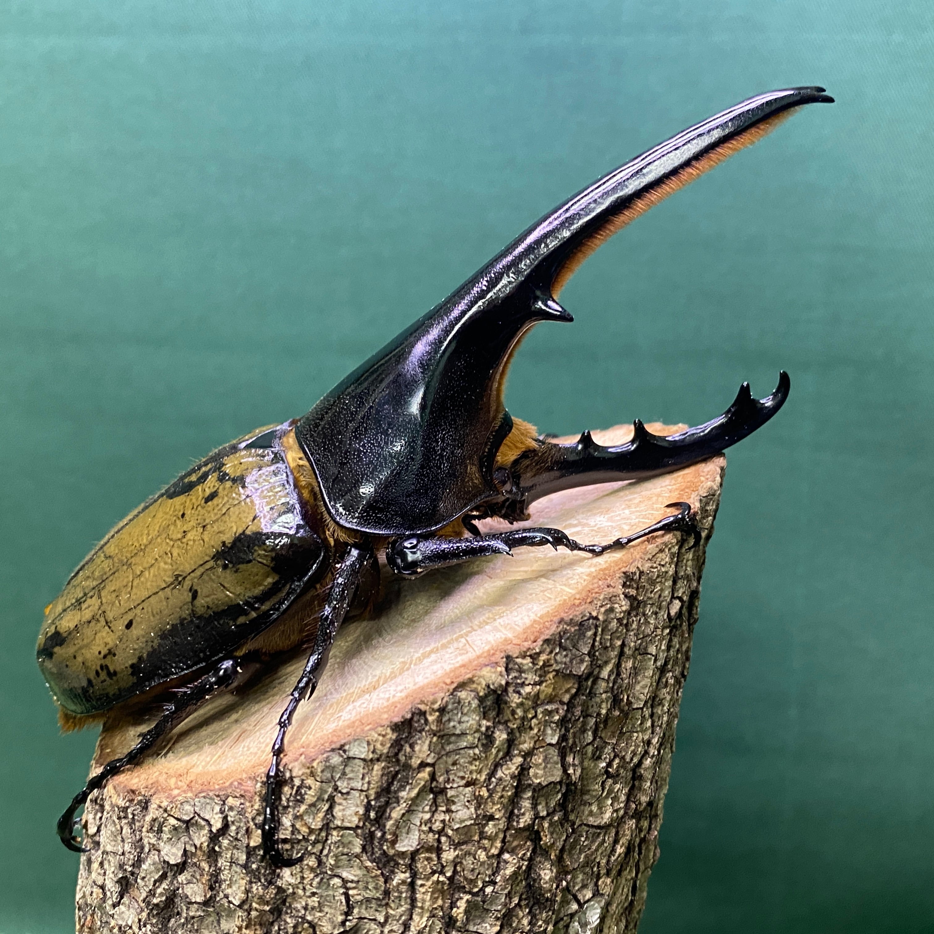 【ペア】ヒルスシロカブトのオブジェ（標本） ペア】ヒルスシロカブトのオブジェ（標本）