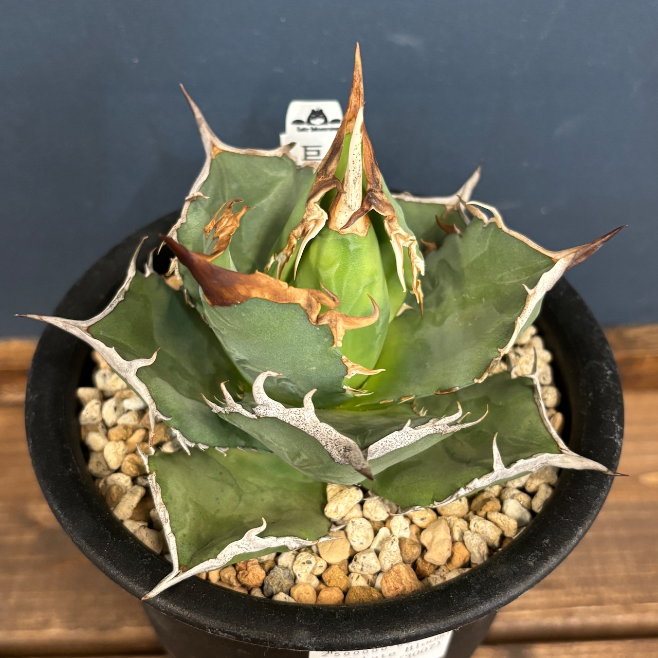 アガベ チタノタ 巨獣【935】