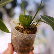 アンスリウム ワロクアーナム / Anthurium Warocqueanum㉑ / 観葉植物<育て方・花言葉>