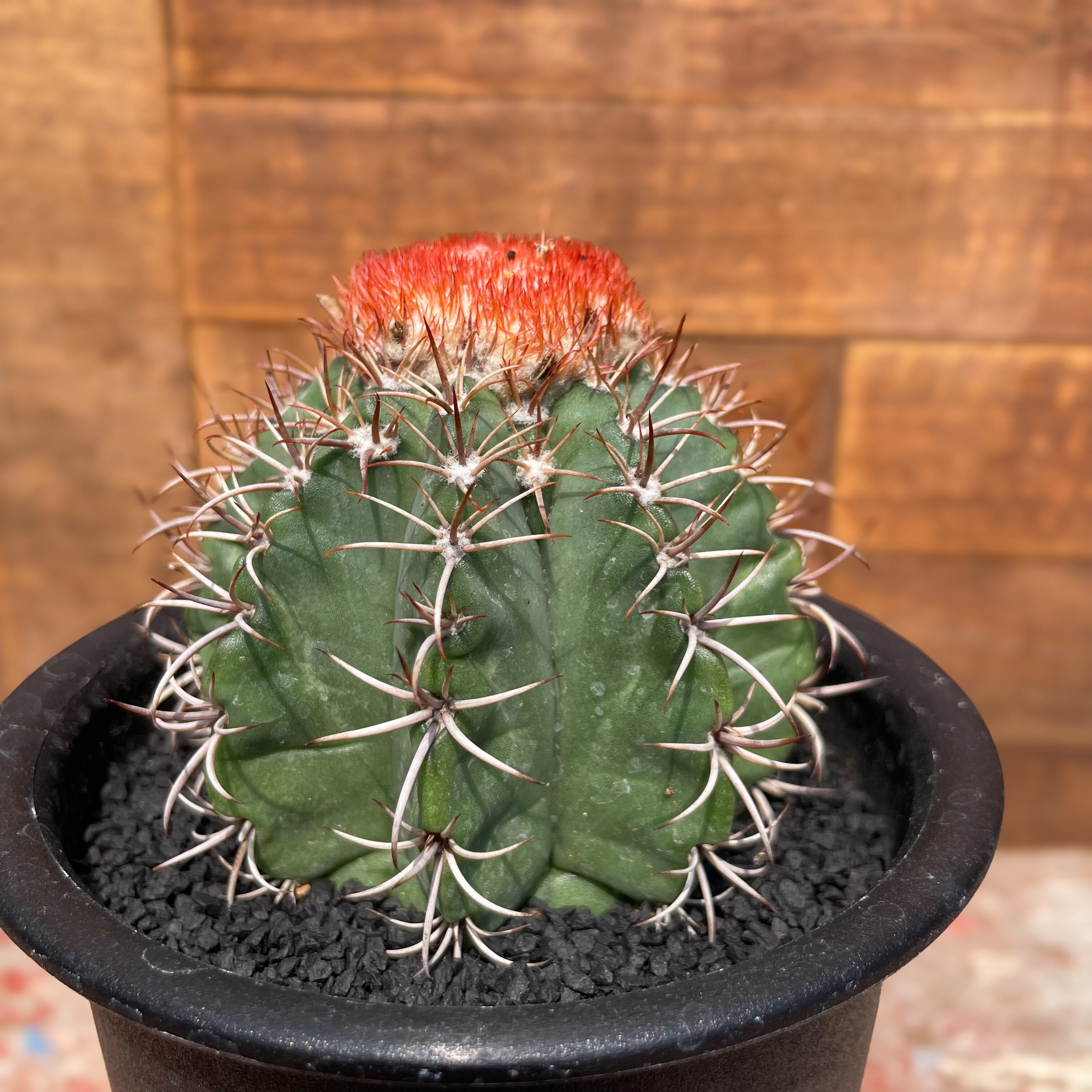 Melocactus matanzanus【メロカクタス・マタンザナス・実生】 | RIMO'S