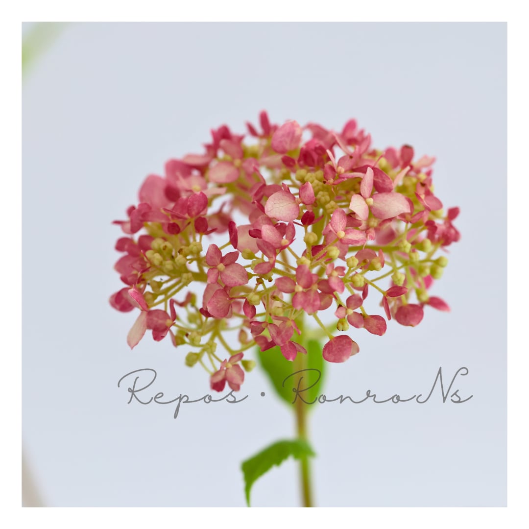 アジサイ:アナベル『ピンカーベル』(4.5号)希少 新品種 紫陽花 鉢花 ハイドランジア アジサイ