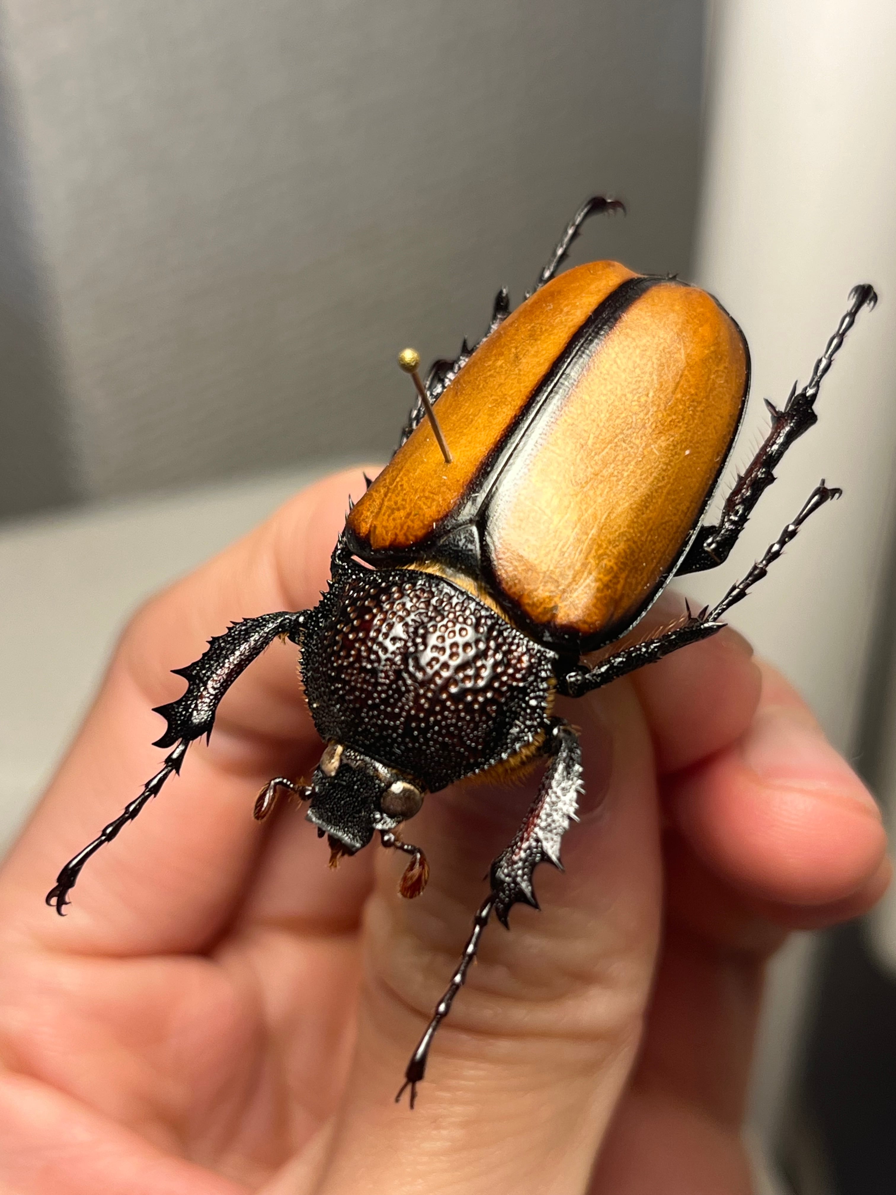 属内最高峰】Pelidnota cyanitarsis 標本 コガネムシ プラチナコガネ
