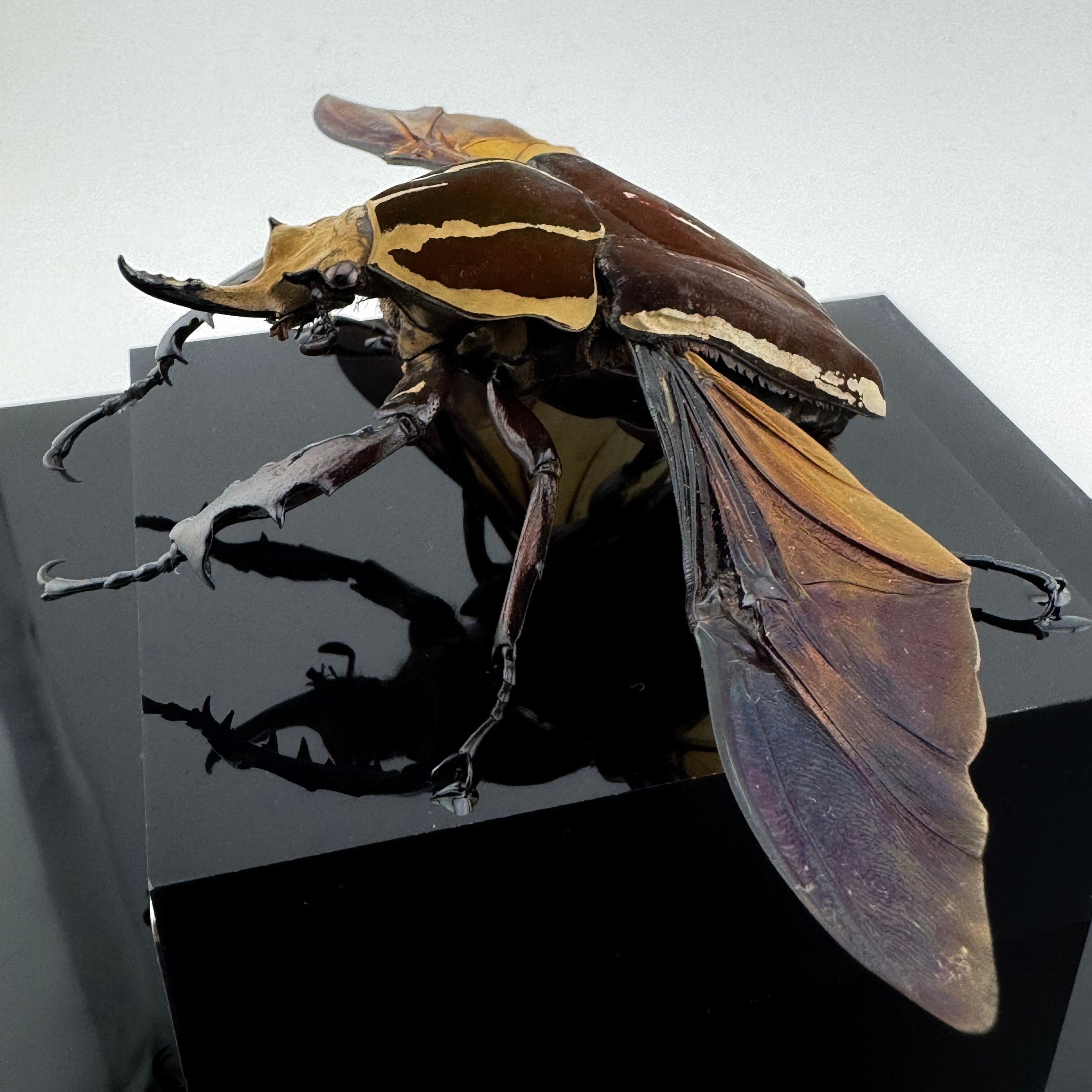 大型展示】ウガンデンシスオオツノハナムグリ 飛翔標本 | Pay ID