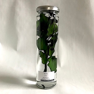herbier NO5　Ivy