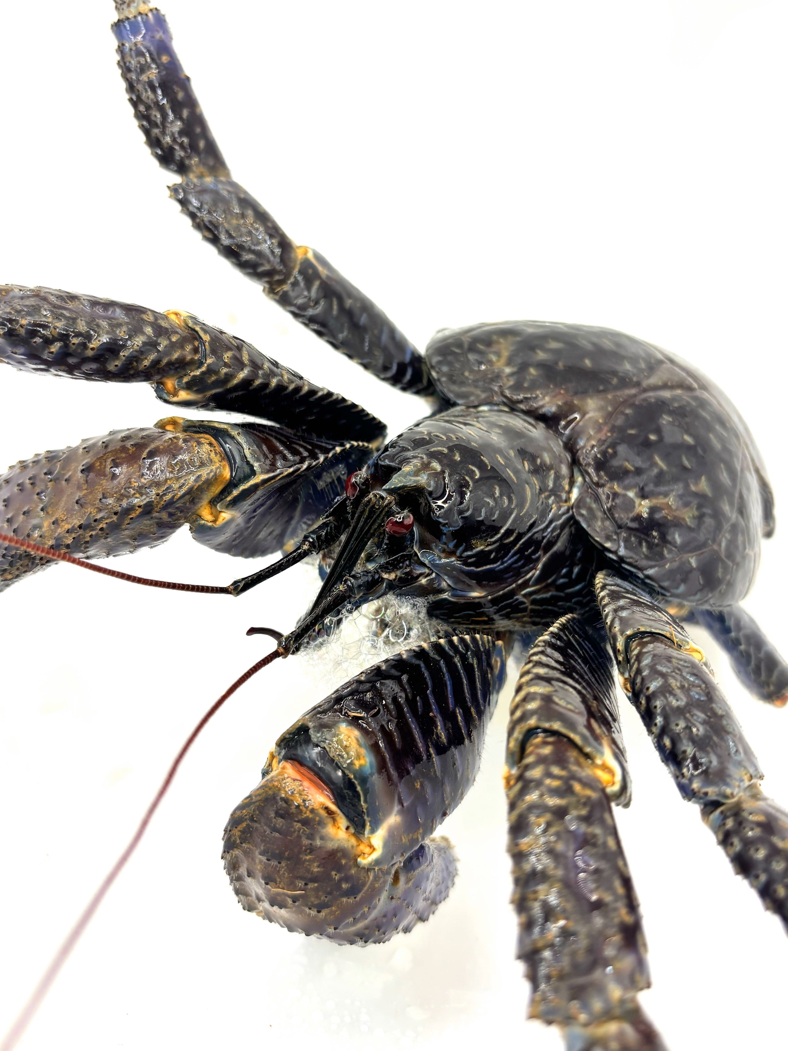 3.5cm キングバブーン【Pelinobius muticus】タランチュラ ペット