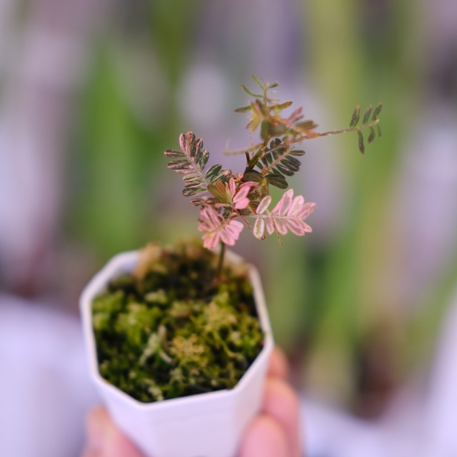 Phyllanthus urinaria 'Pink Variegated'│フィランサス・ウリナリア ピンク斑入り③│観葉植物