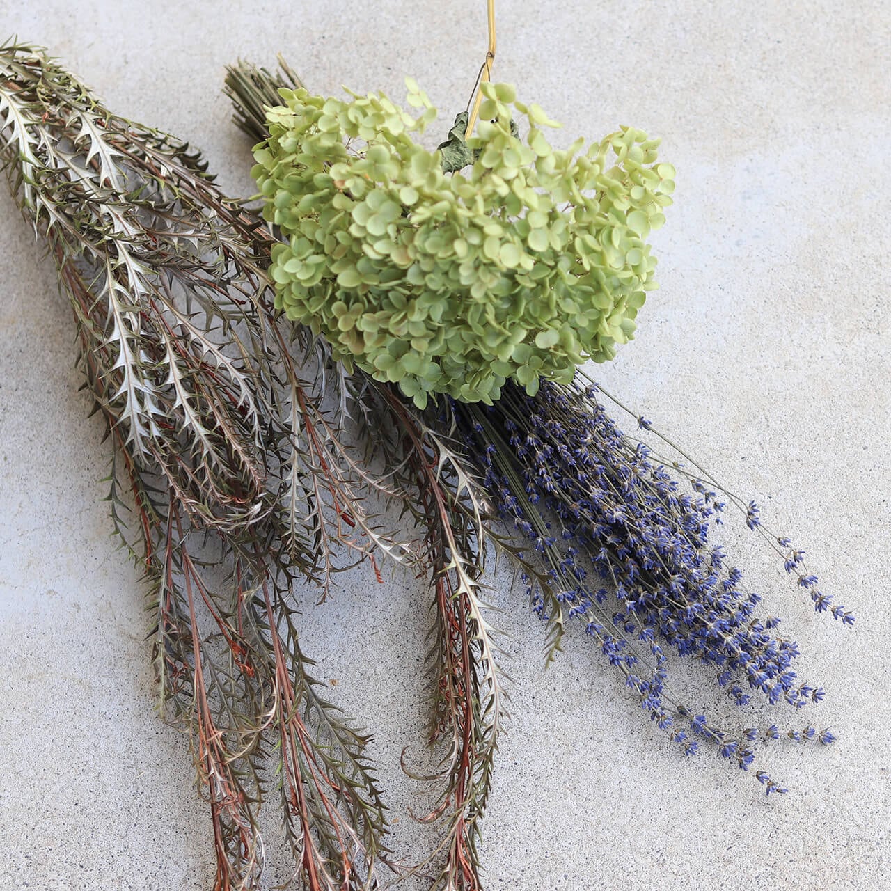 ドライフラワー ネイティブフラワー】グレビレア アイバン ( グレビア