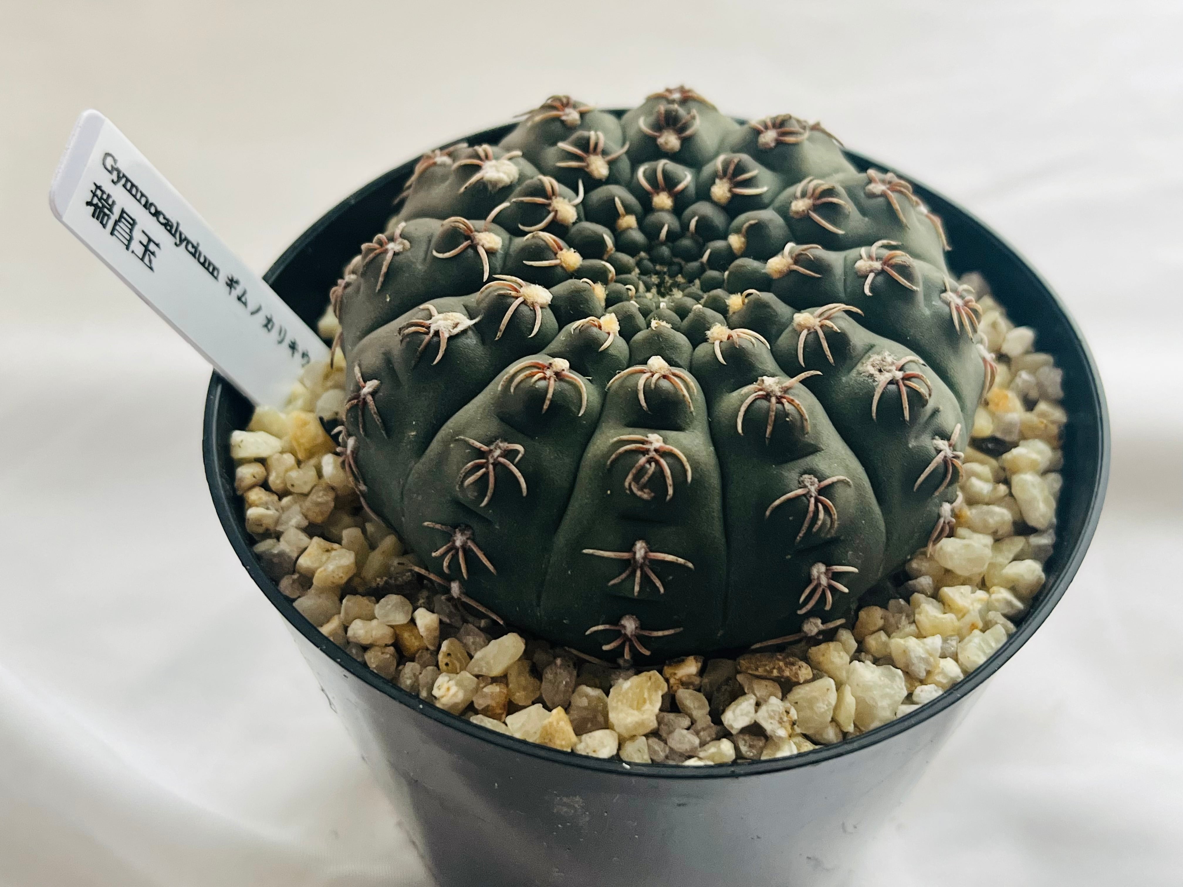 Gymnocalycium stellatum var. kleinianum ギムノカリキウム 瑞昌玉