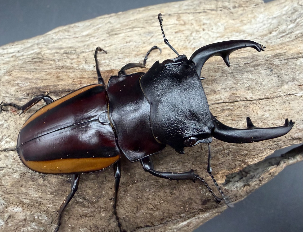 【WD】大歯《スチーブンスツヤ亜種duivenbodei 79mm ペア》