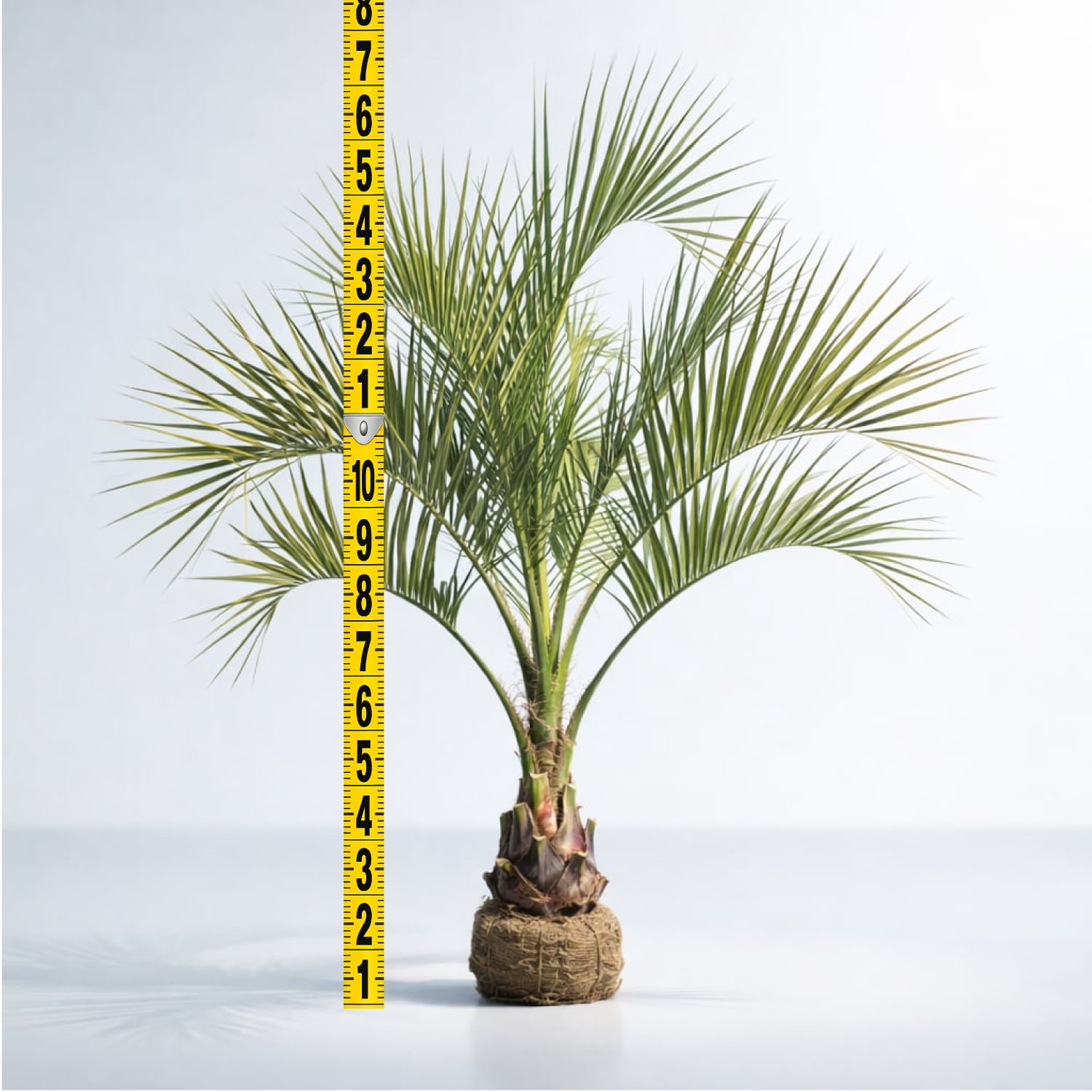 南国の木ココスヤシ9号(苗のみ)