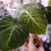 フィロデンドロン エルチョコレッド / Philodendron "El Choco Red"⑯ / 観葉植物<育て方・花言葉>