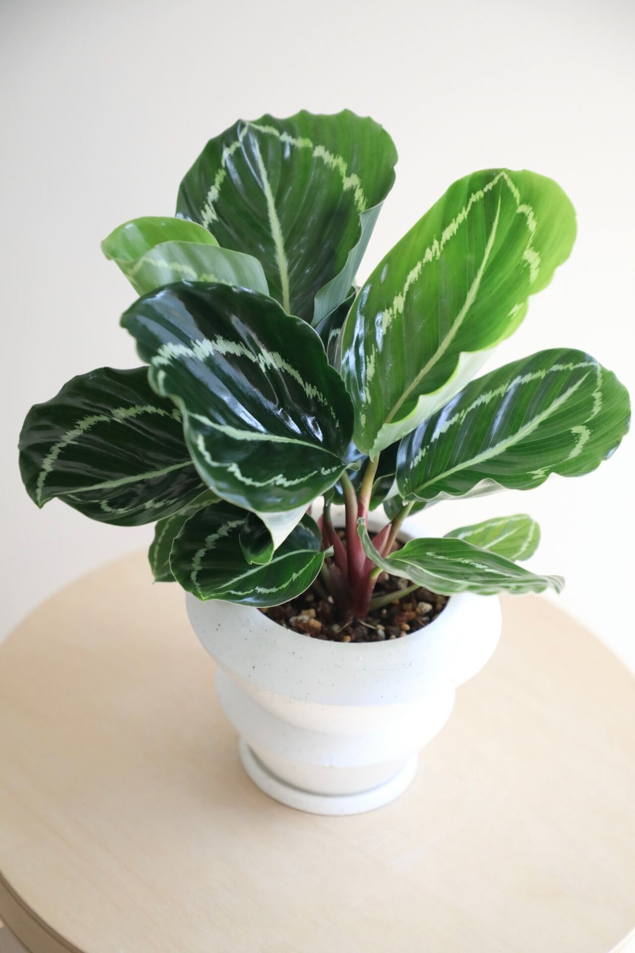 S】カラテア グリーンローズ/Calathea | 【厳選植物・器】MIDORI