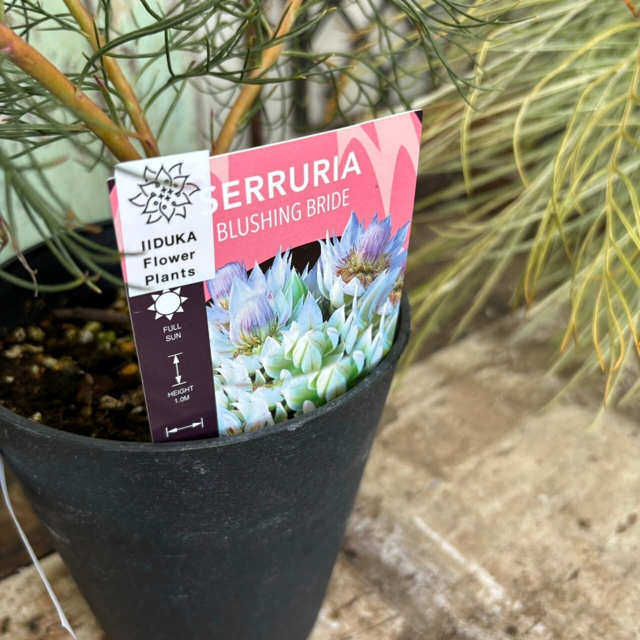 ジョーイセルリア ブラッシングブライド③ | 沼ノ上農園