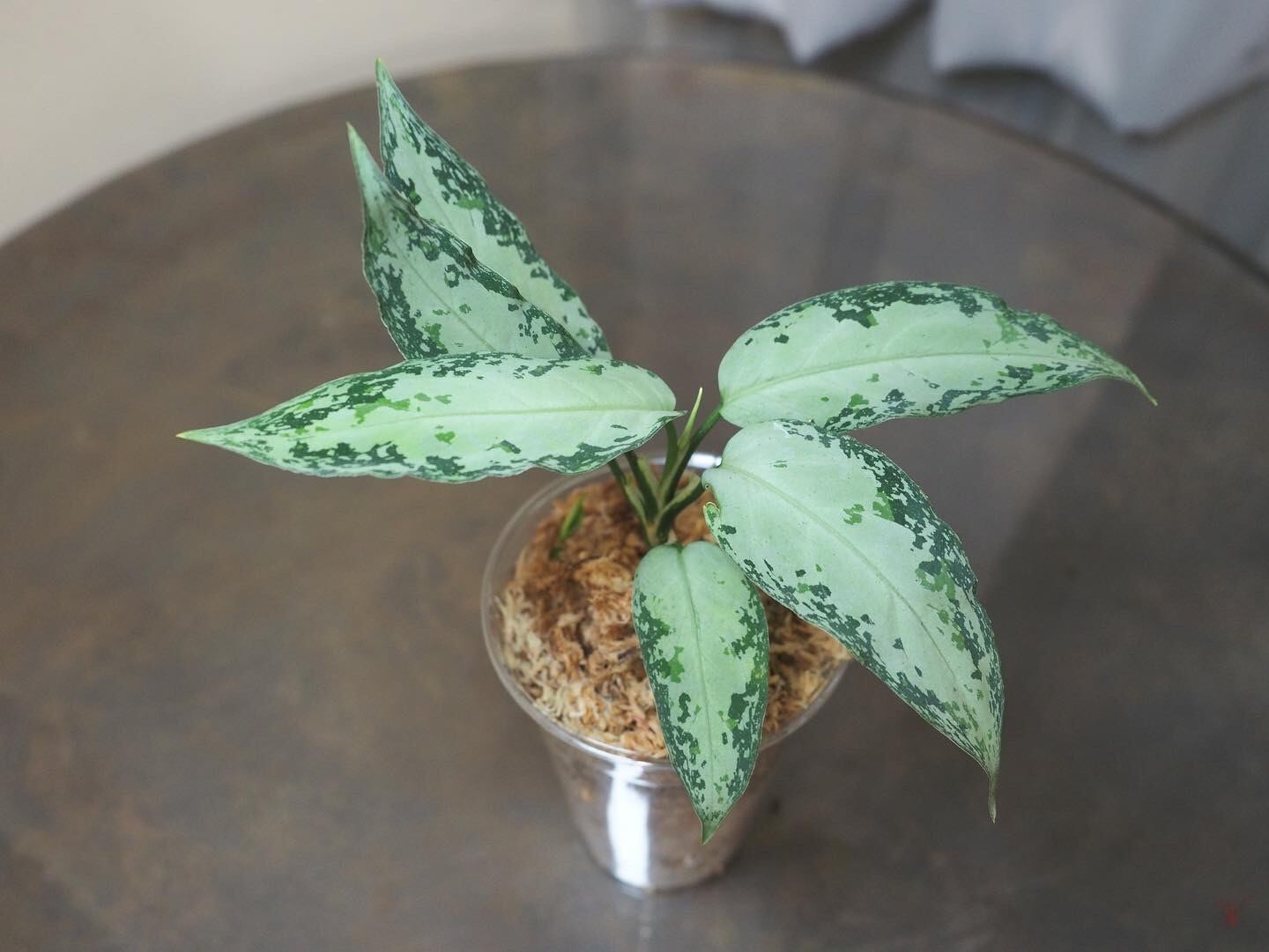 アグラオネマ　ピクタム　aglaonema pictum