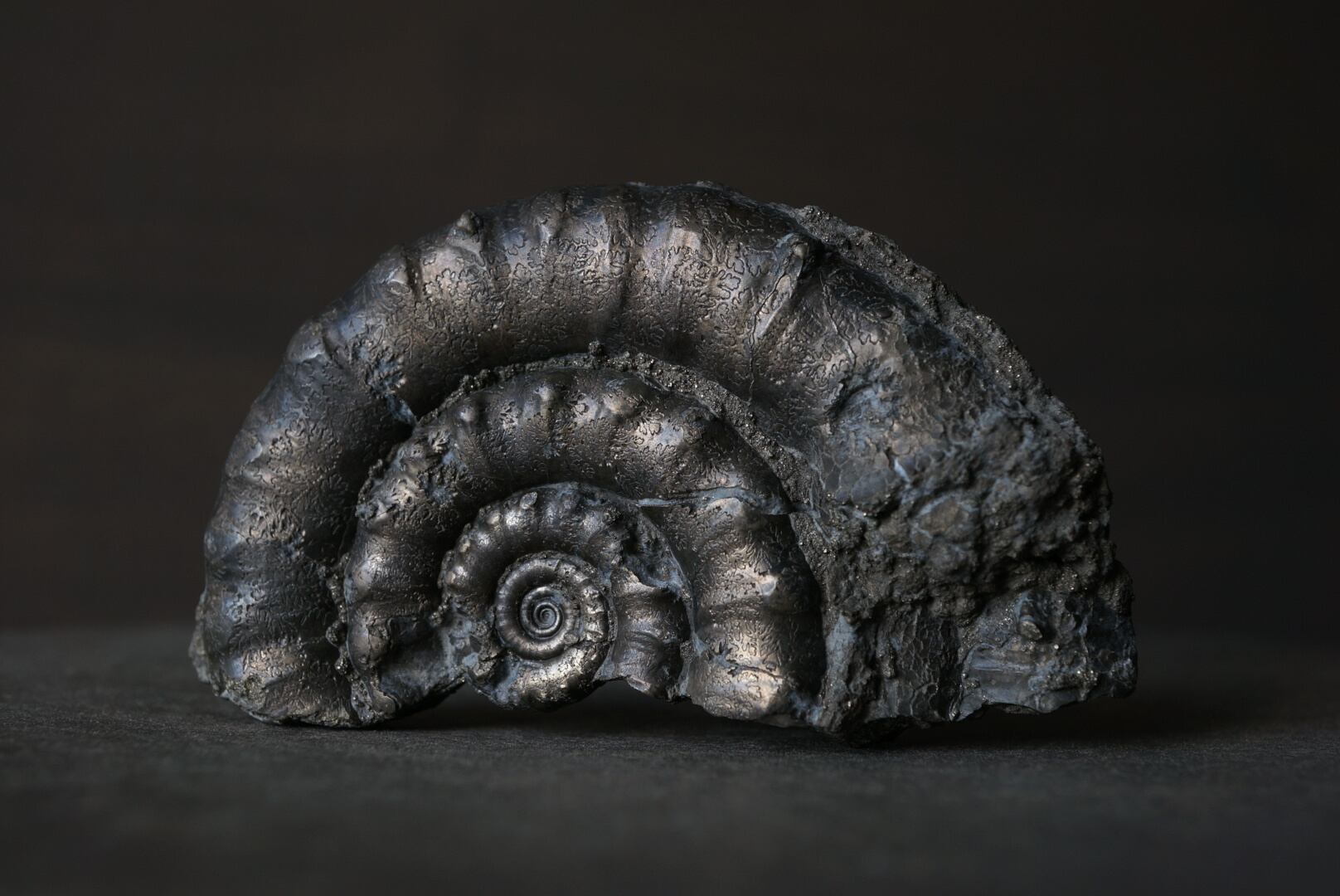 イギリス産黄鉄鉱化アンモナイト Pyritized Ammonite 1895 | 叙景 jokei