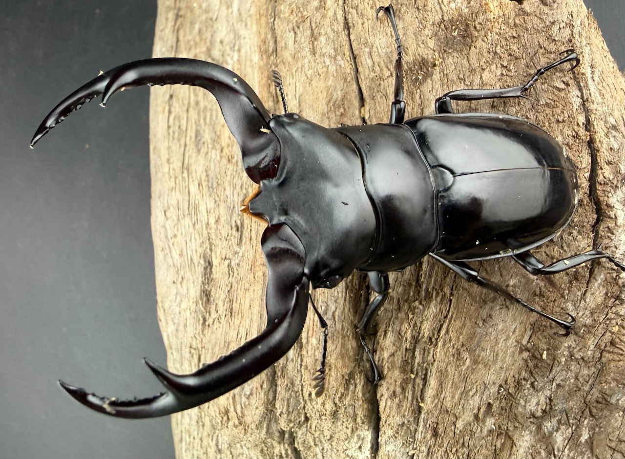 《ウエストウッディ亜種カズミアエ 76mm ペア》