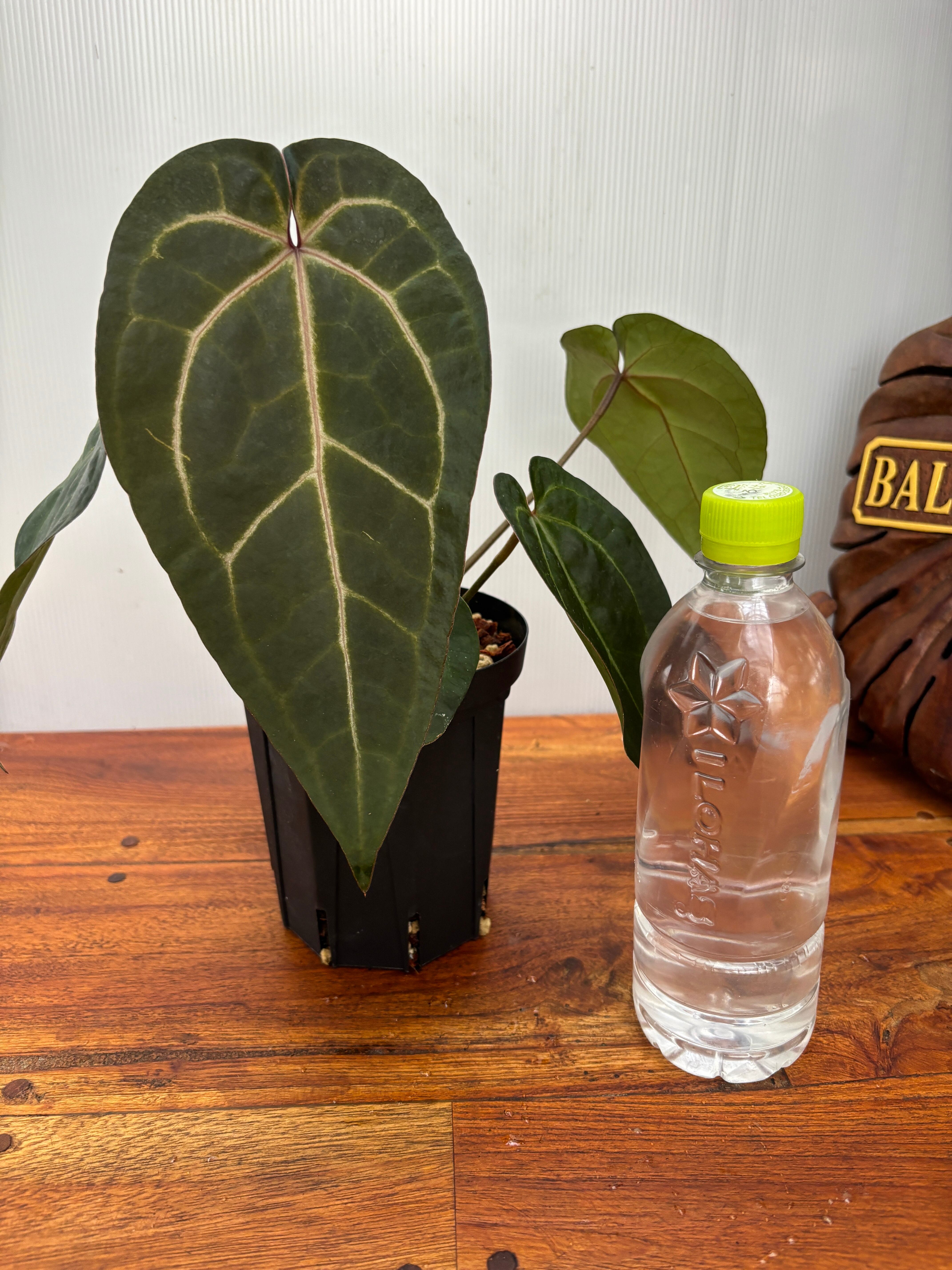 Anthurium | BA PLants