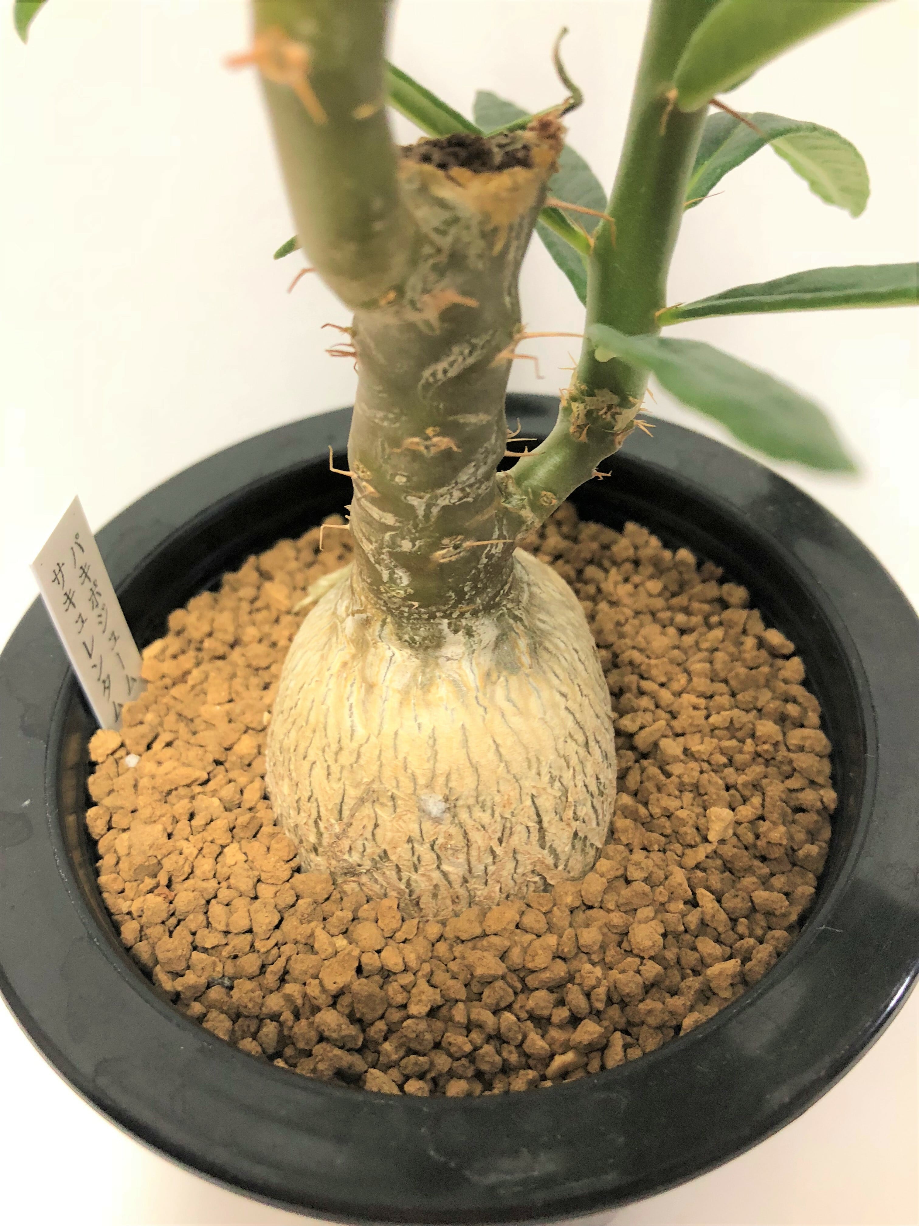 Pachypodium succulentum パキポディウム サキュレンタム 天馬空 塊根