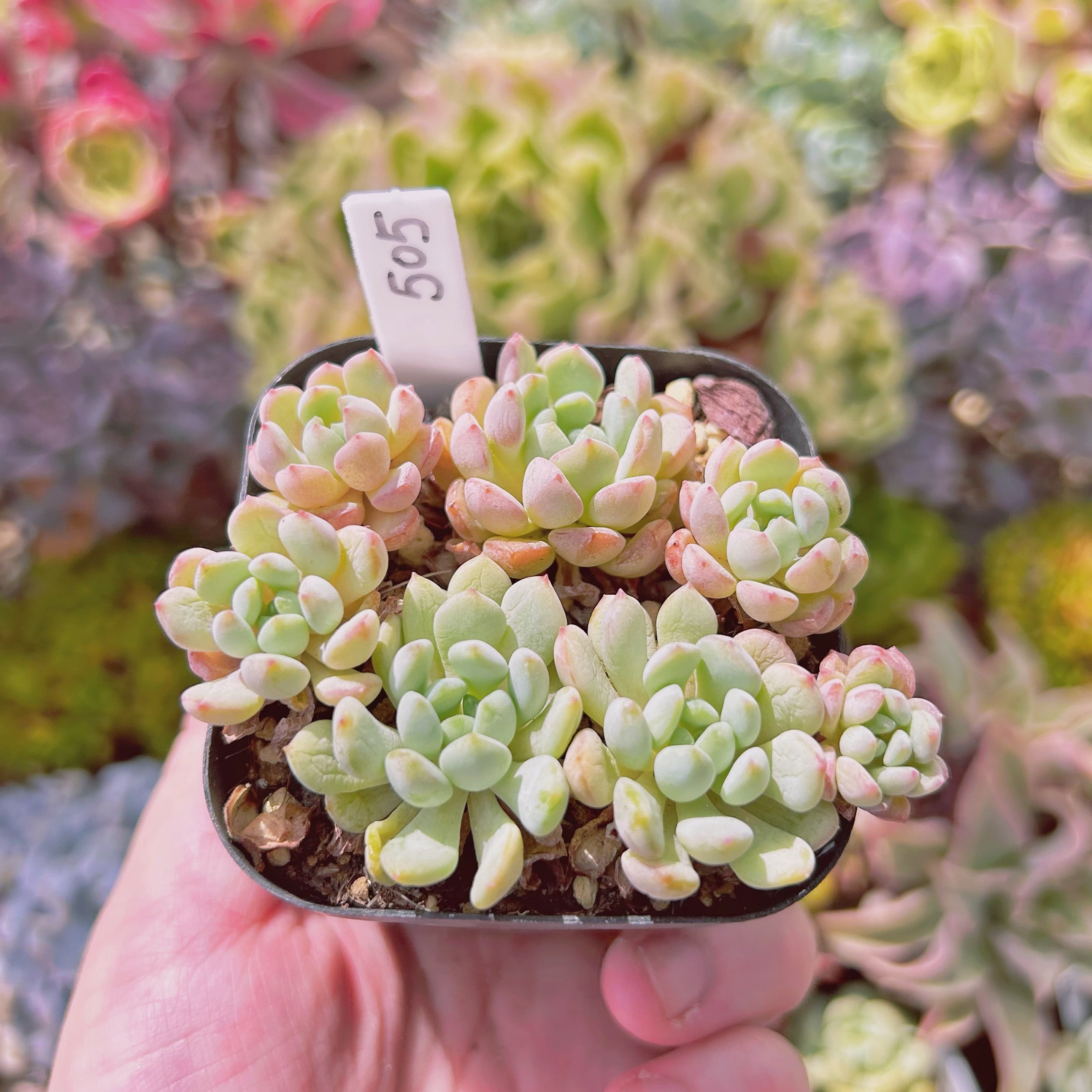 多肉植物 春萌錦 抜き苗 斑入り♡レア