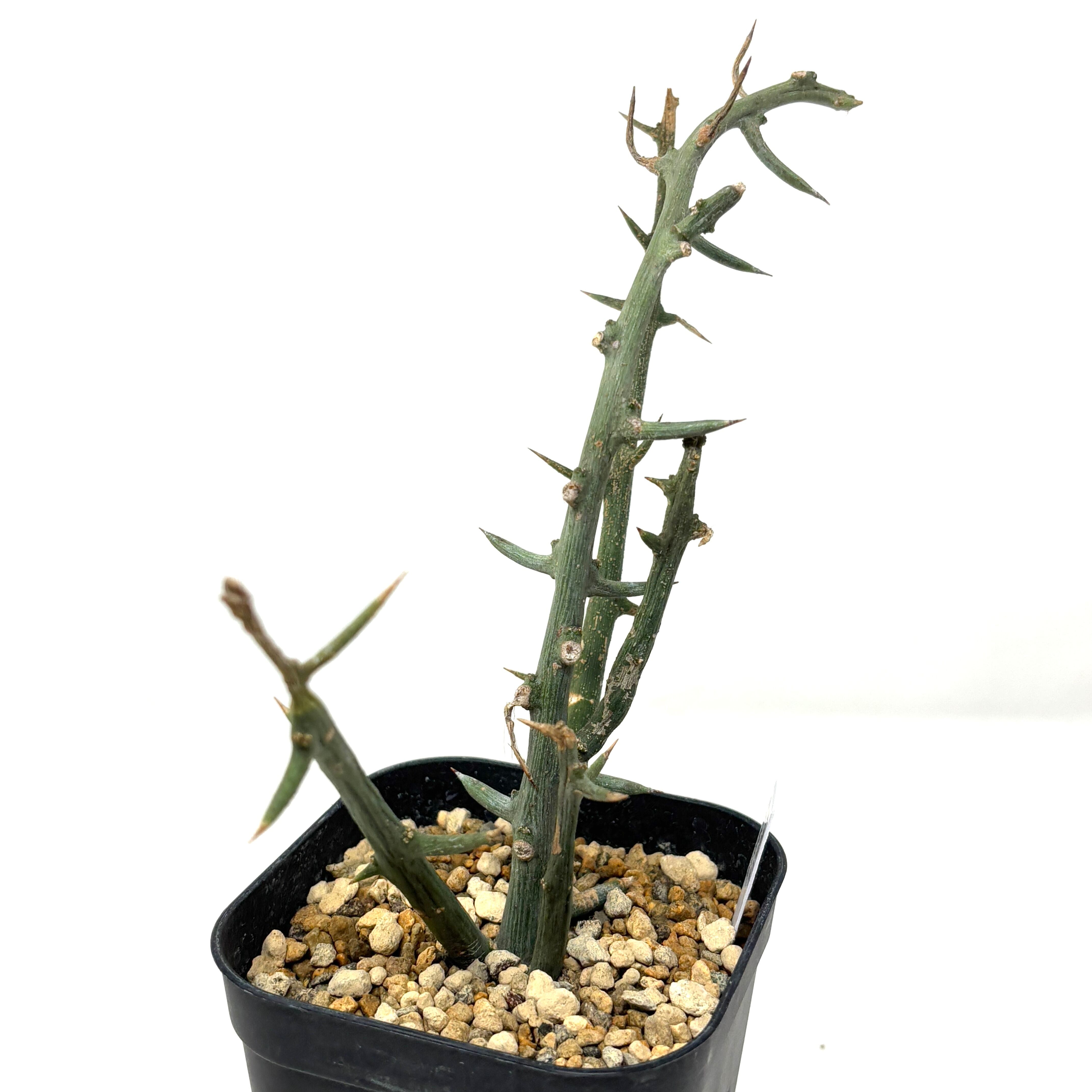 アデニア グロボーサ 小株 手乗り Adenia grobosa アデニア グロボーサ 発根済現地株 D29 | BONDEX