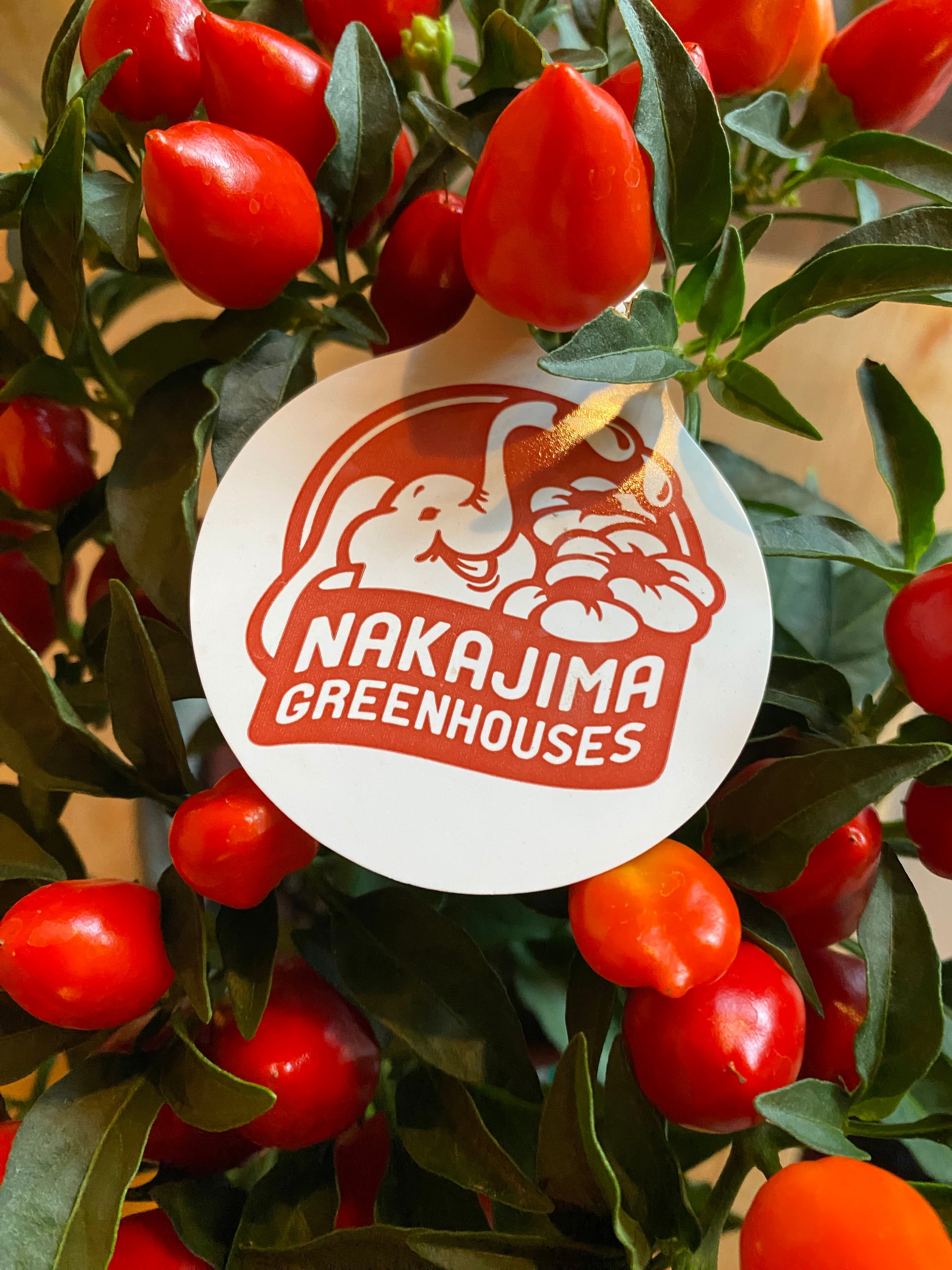 観賞用トウガラシ H20cm W!5cm 口径約10cm | Garden Varejo