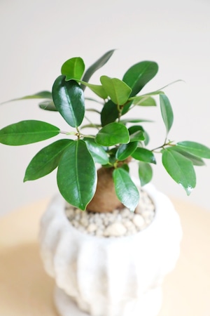 【S】ガジュマル/Ficus microcarpa