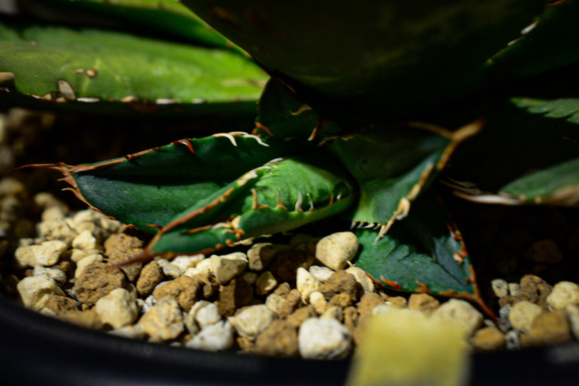 アガベ チタノタ スペイン輸入株 子株 | N collect plants