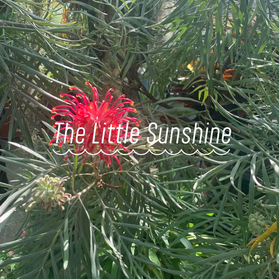 パーソナルブレンドハーブ(初回)Zoomカウンセリング30min | The Little