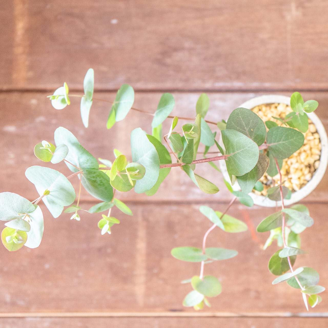 【厳選仕入れの逸品】優雅なアーチを描く枝が美しいユーカリ・ポポラス。手づくりモルタル鉢で洗練された空間を／虫発生抑制