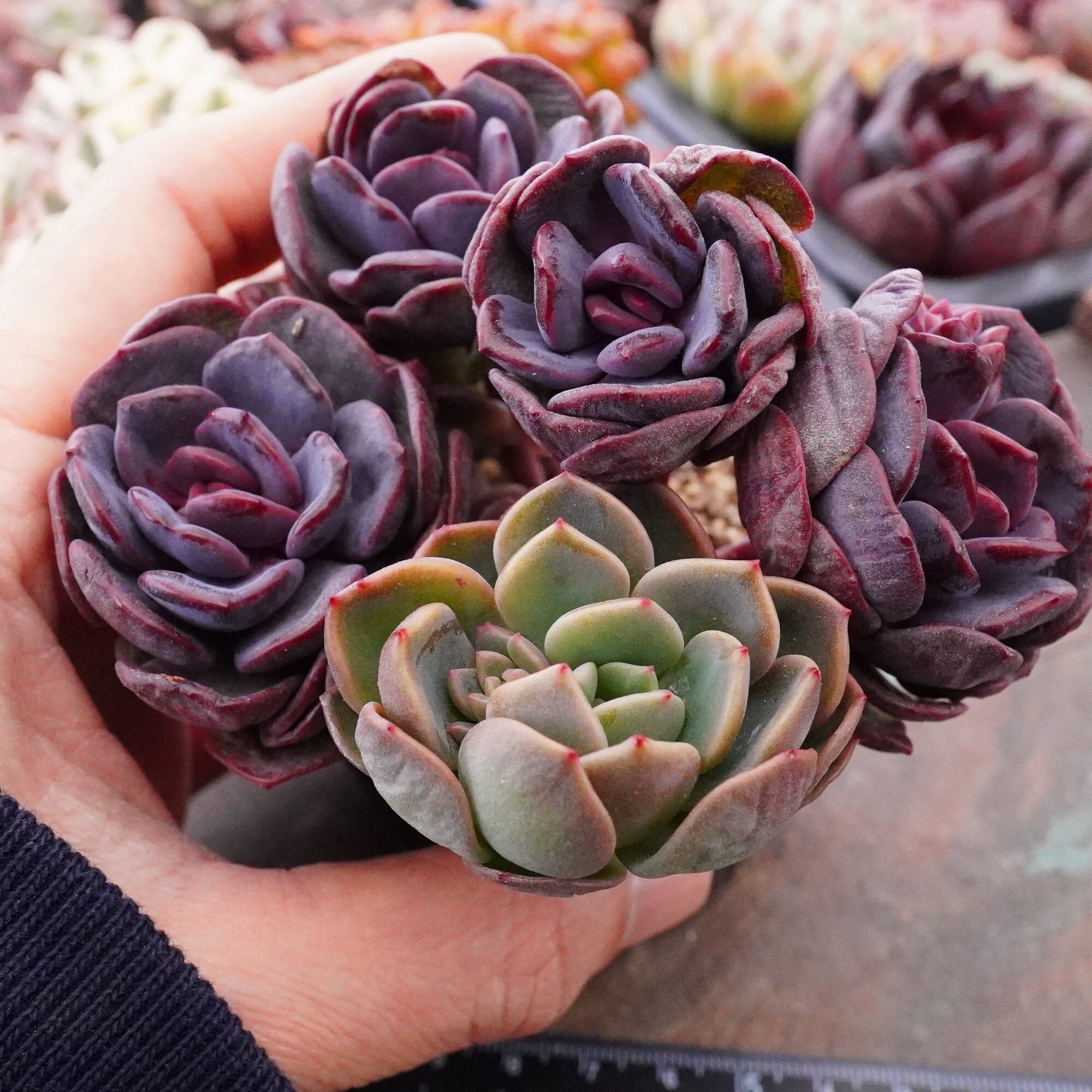 すべての商品 | E-TANIKU