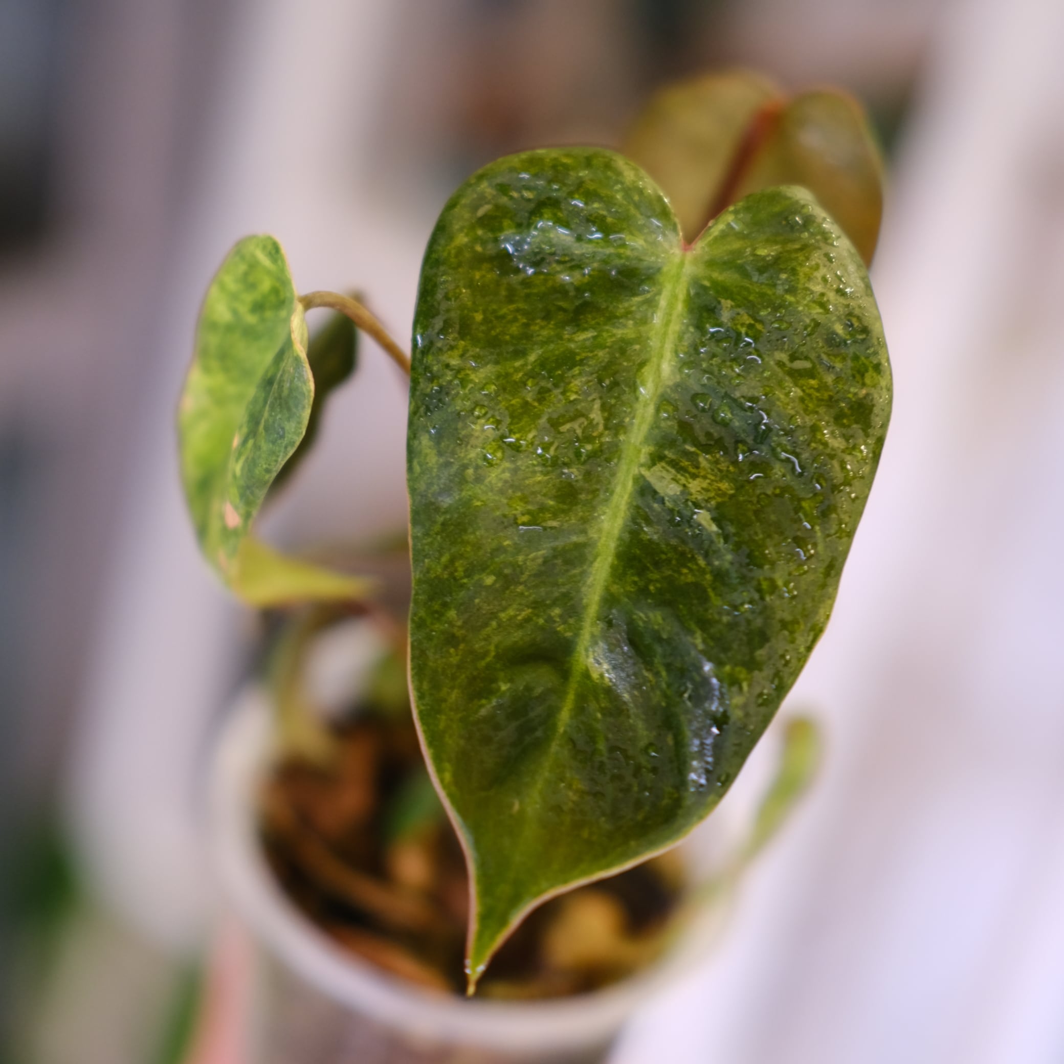 Philodendron el choco red × Philodendron billietiae variegated