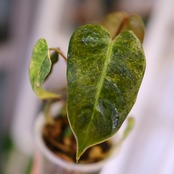 Philodendron el choco red × Philodendron billietiae variegated|フィロデンドロン|観葉植物