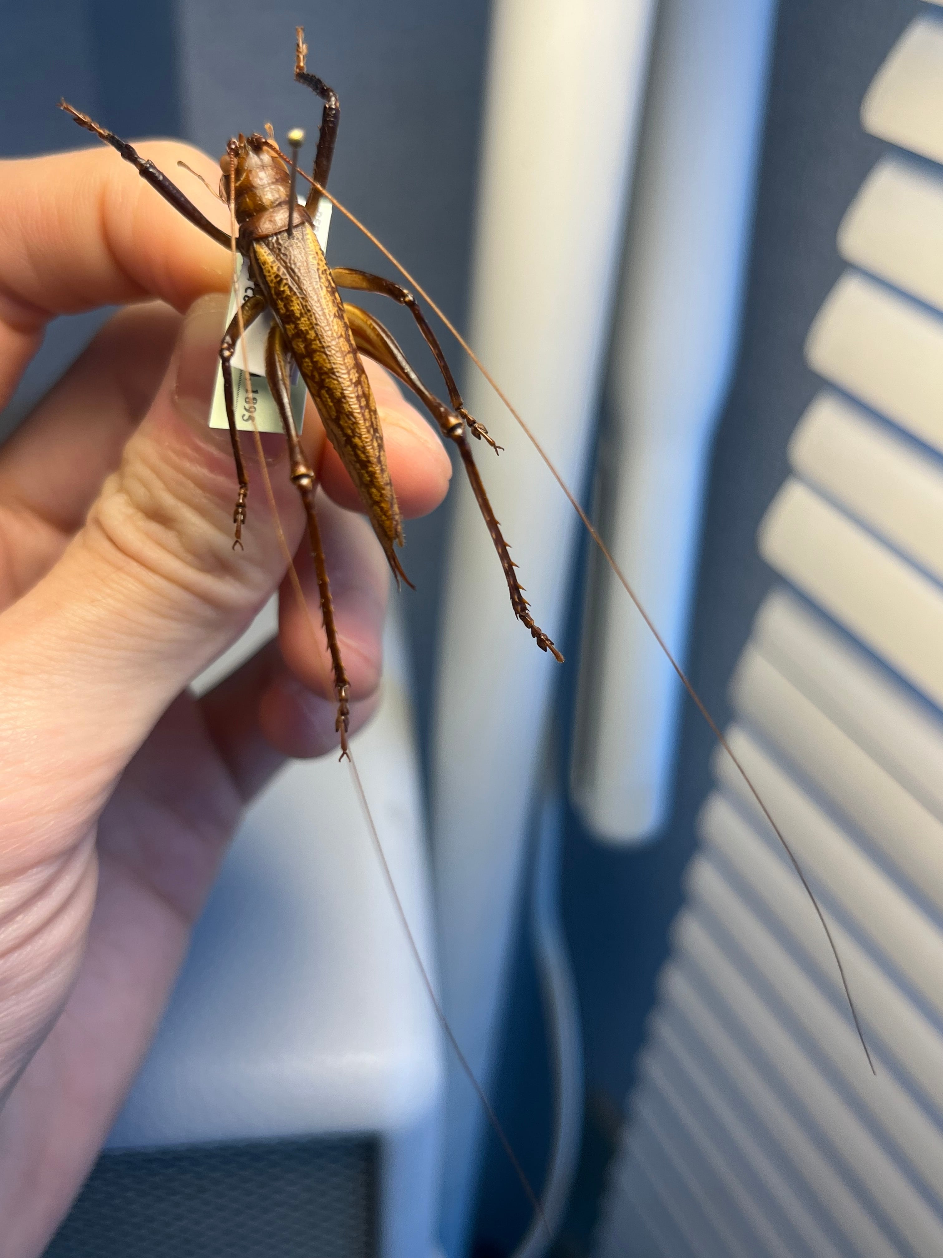 直翅類 | オモニキチュウ