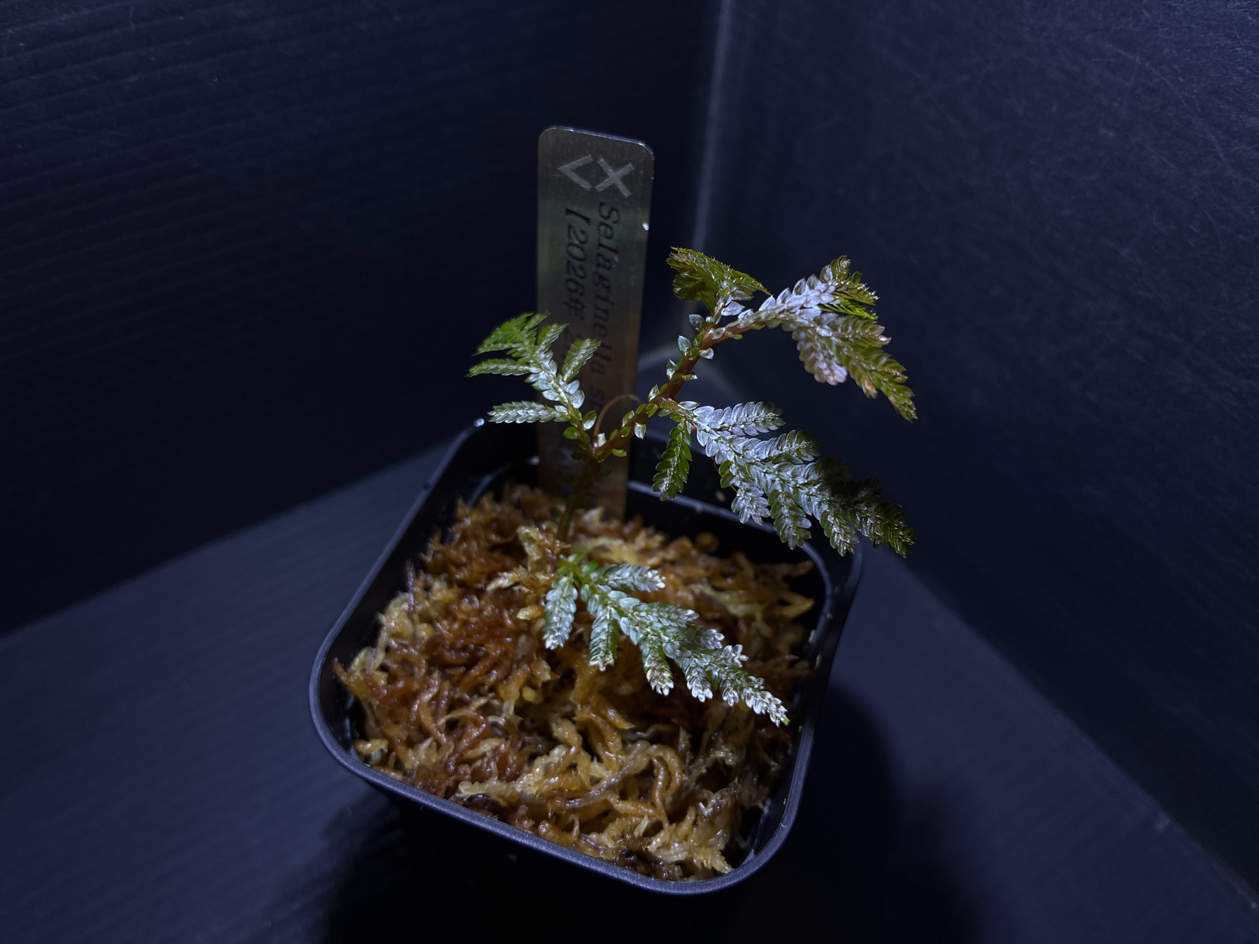 Bucephalandra sp. Dark Blue (ブセファランドラsp. ダークブルー
