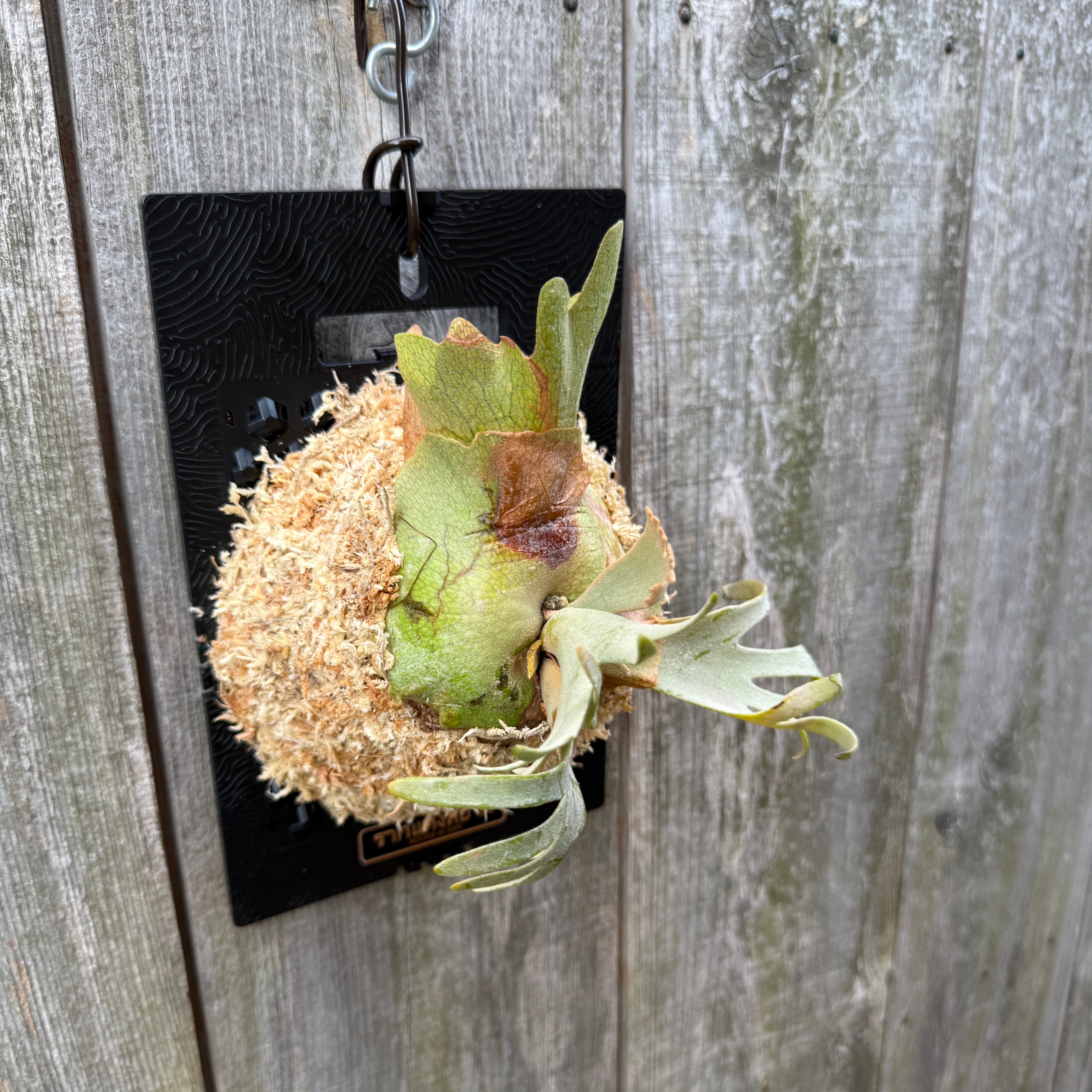P.willinckii Yellow moon dwarf (from晴花鹿苑) | naturefix