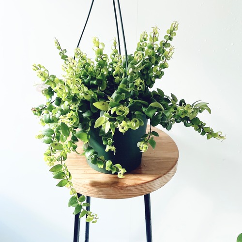 《人気》エスキナンサス サンライズ 観葉植物 吊り下げ calm cafe