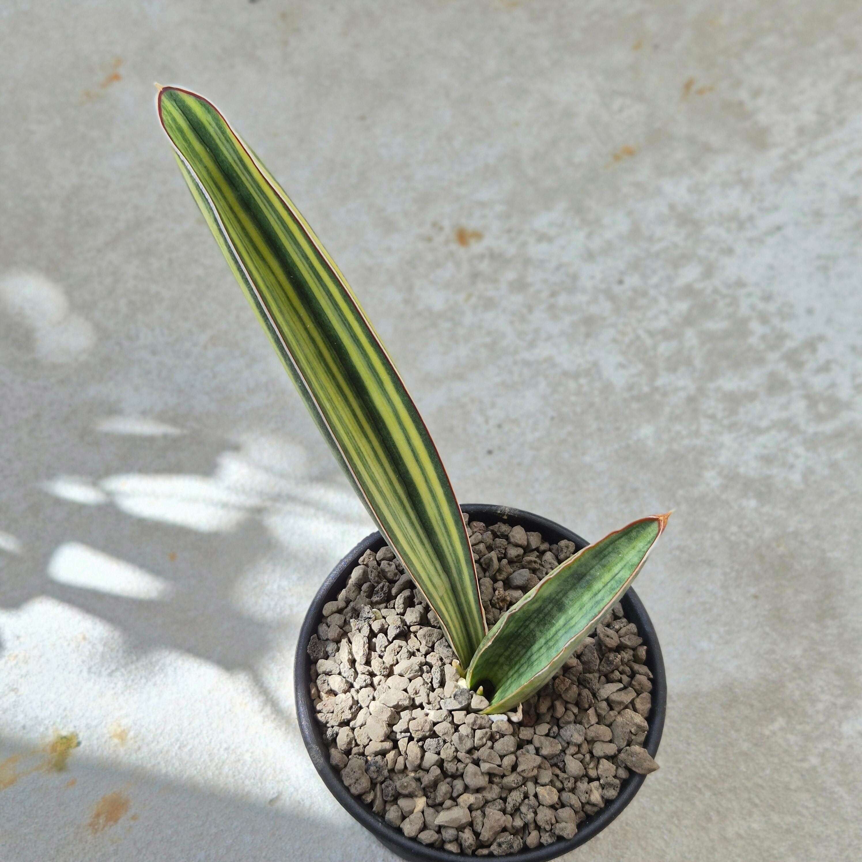 Sansevieria 'Tower Variegated' サンスベリア・タワー 斑入り | PAY ID