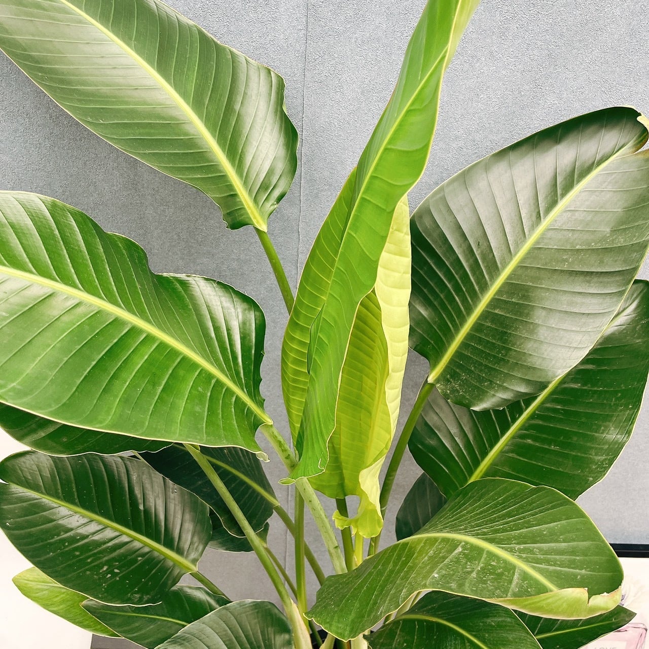 現品］83番 ストレリチアニコライ オーガスタ 10号 尺鉢 観葉植物 大型