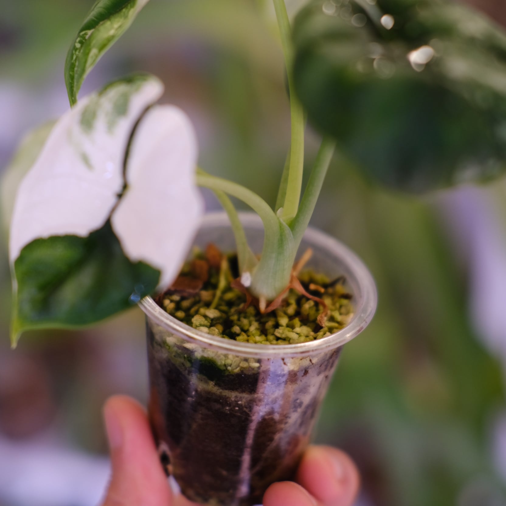 Alocasia dragon scale varigated④│アロカシア ドラゴンスケール 斑