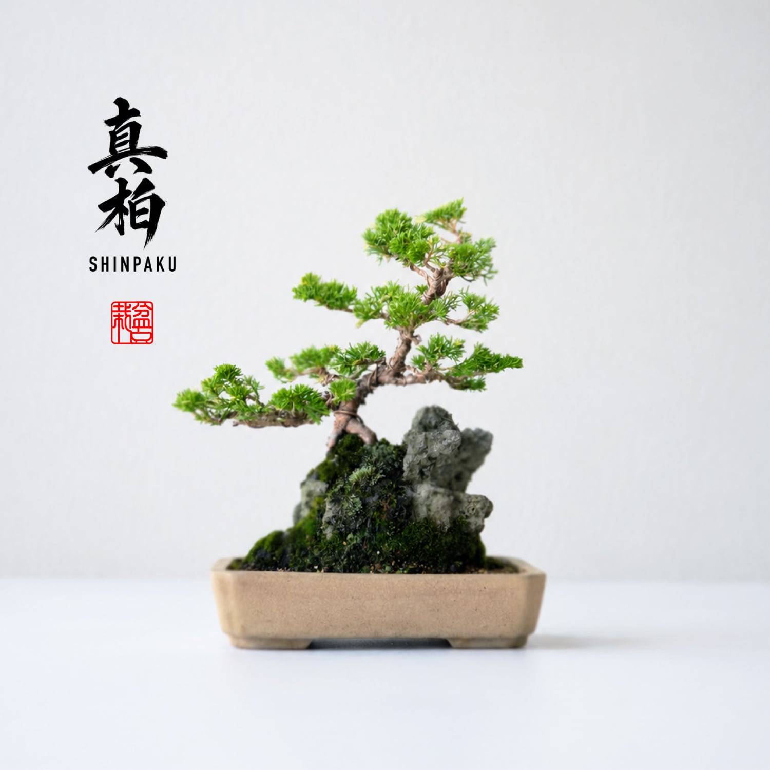 真柏(シンパク)石付き斑入りMサイズ