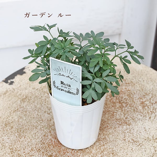 草花苗 カラーリーフ シリーズ アラビス プラチーナ カレックス