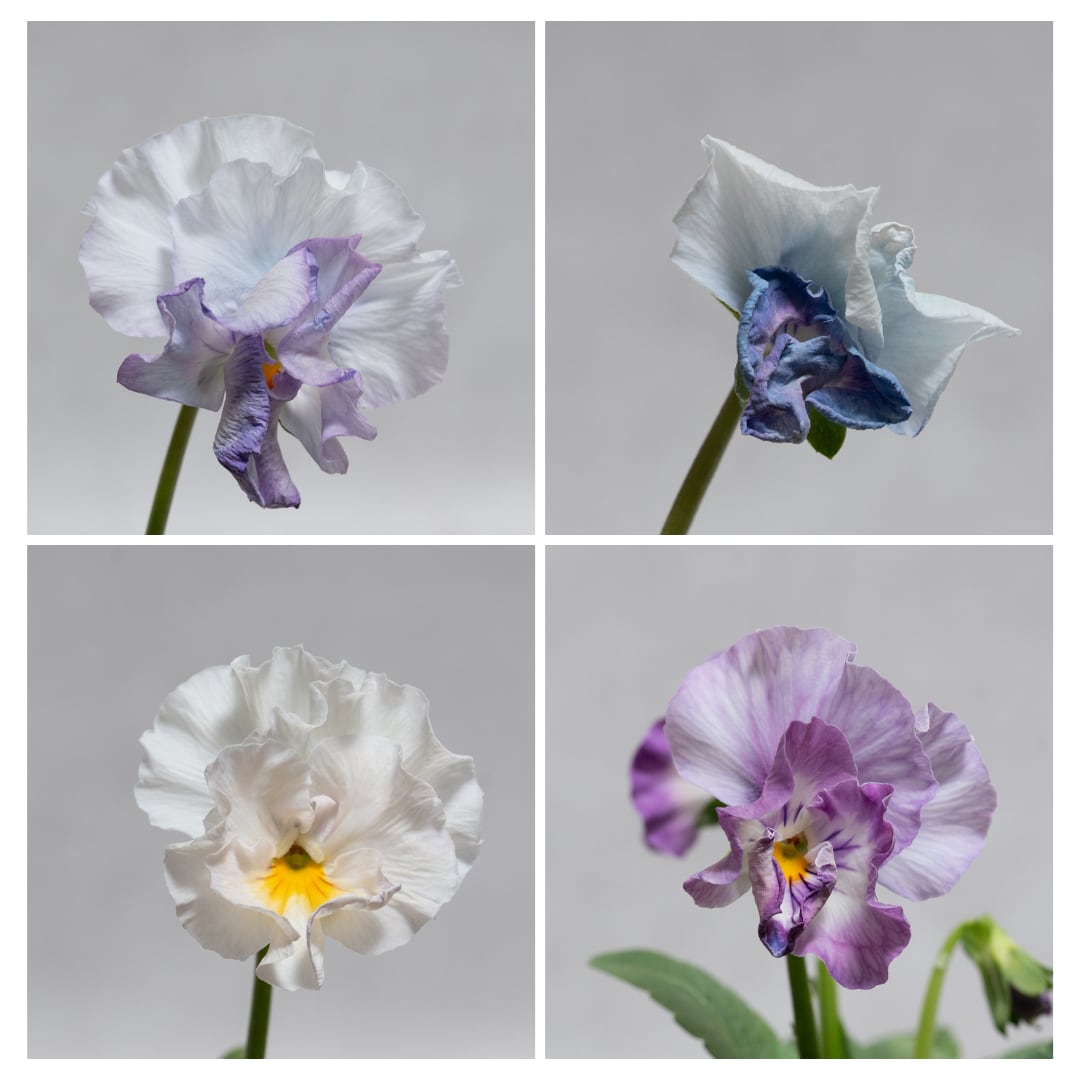 フリル咲きパンジー:シリルブリエ(ブルー系)(3.5号)花日和 大人気! 虹色パンジー 人気 寄せ植え ハンギング