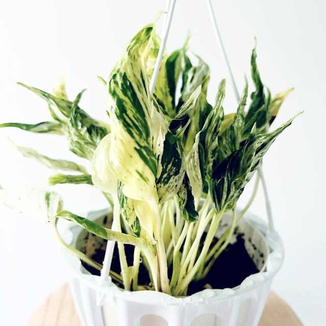 《希少》ポトス テルノラブソング 観葉植物 calm cafe