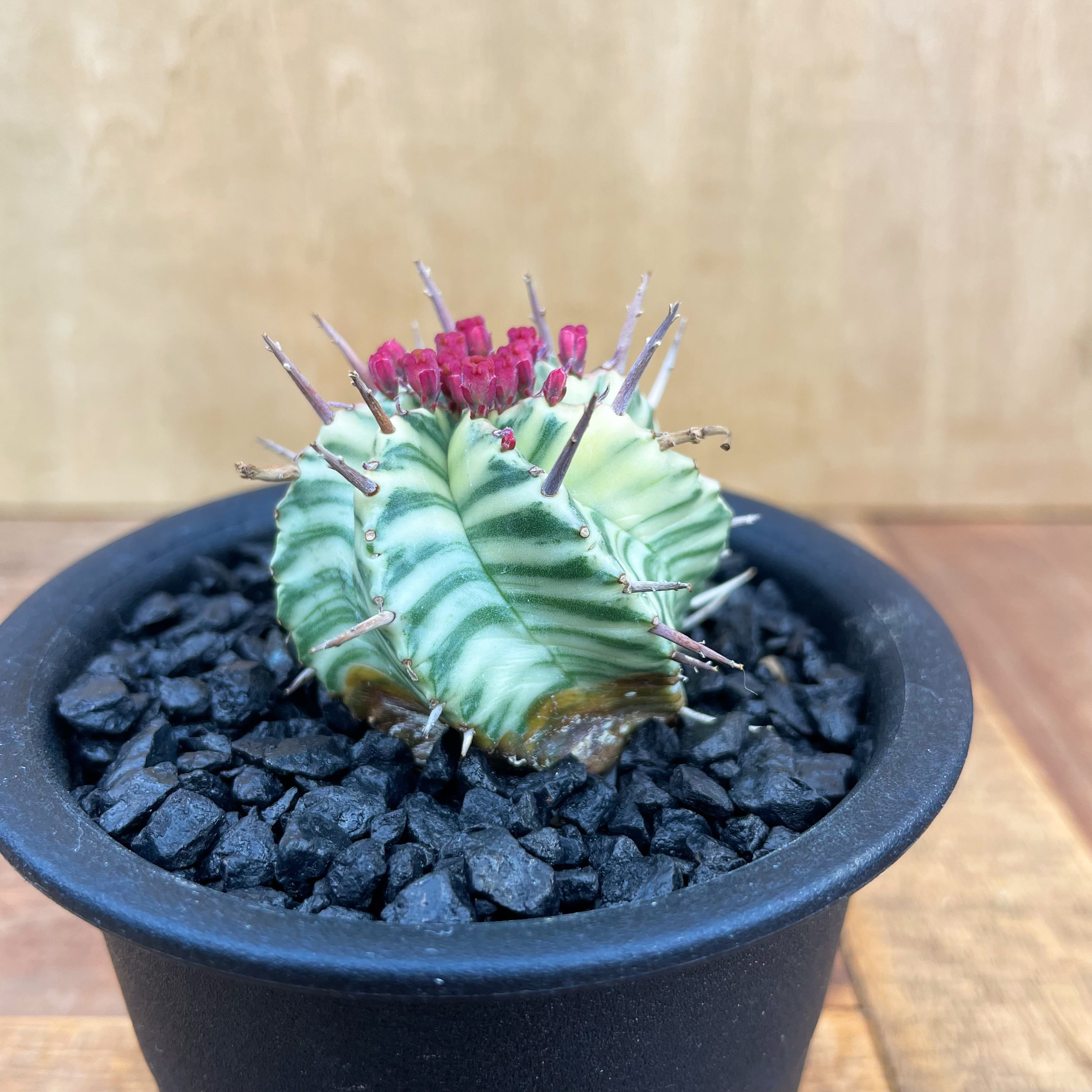 【ユーフォルビア】【オスメスセット】【充実サイズ】スーパーバリダ ユーフォルビア】【オスメスセット】【充実サイズ】スーパーバリダ