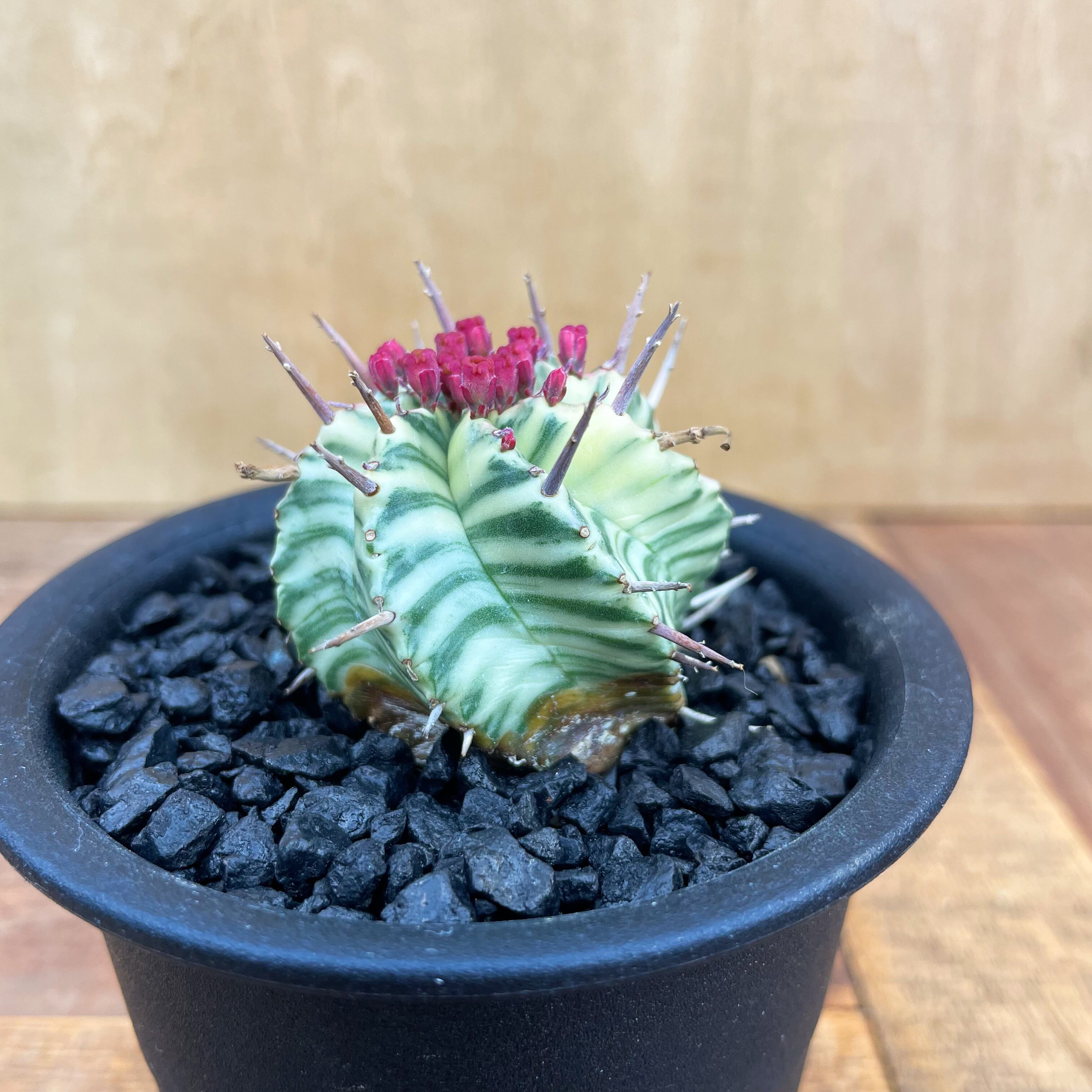 Euphorbia meloformis f.variegata【ユーフォルビア・メロフォルミス錦 