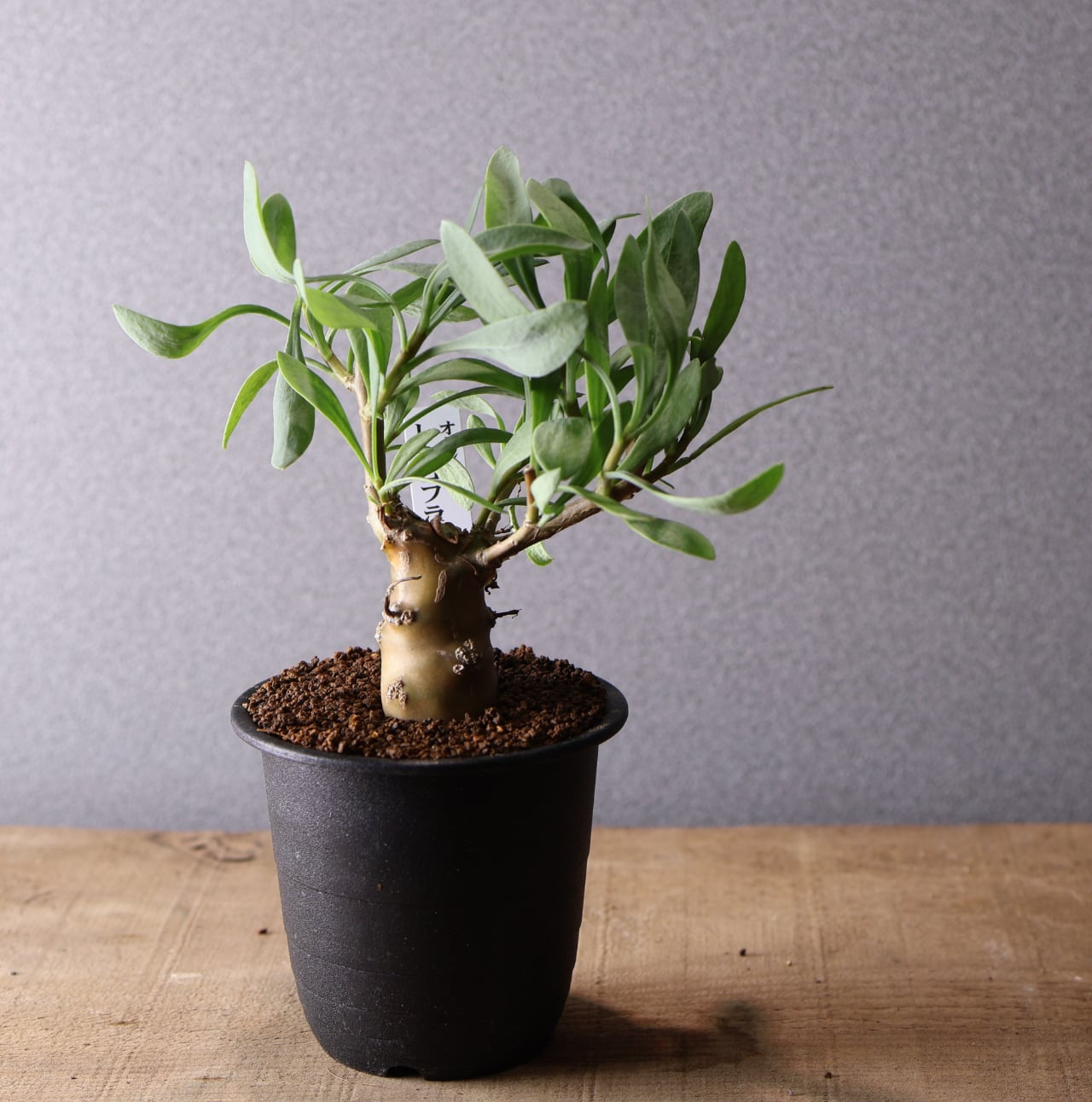レア BRUNT TANGE タンゲ　ジョーロ　マットブラック　アガベ塊根植物 554『オトンナ レトロフラクタ』塊根植物 観葉植物【送料無料】 | MARX