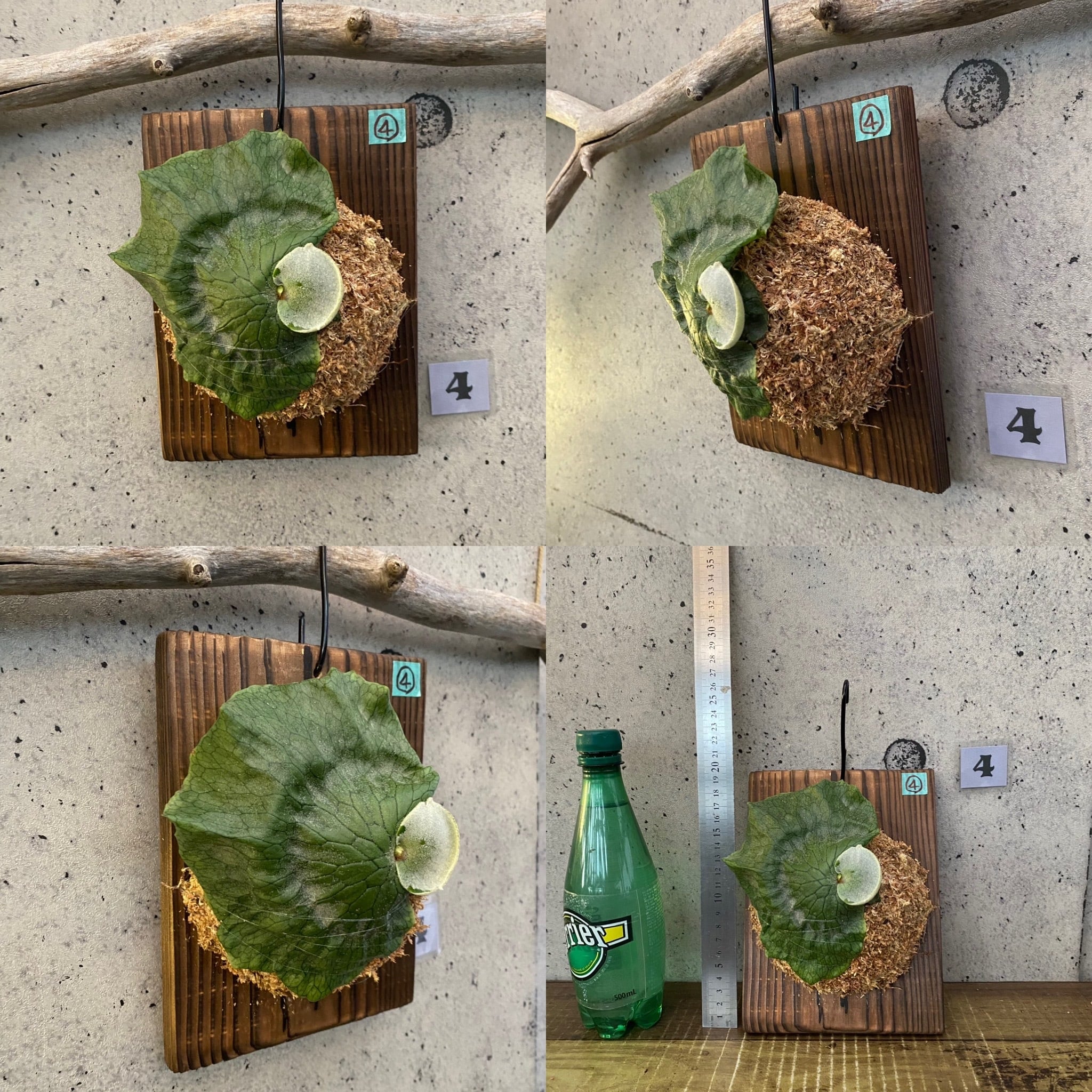 ビカクシダ『グランデ』 板付け 1株 | Planet Plants プラネット ビカクシダ『グランデ』 板付け 1株 | Planet Plants プラネット