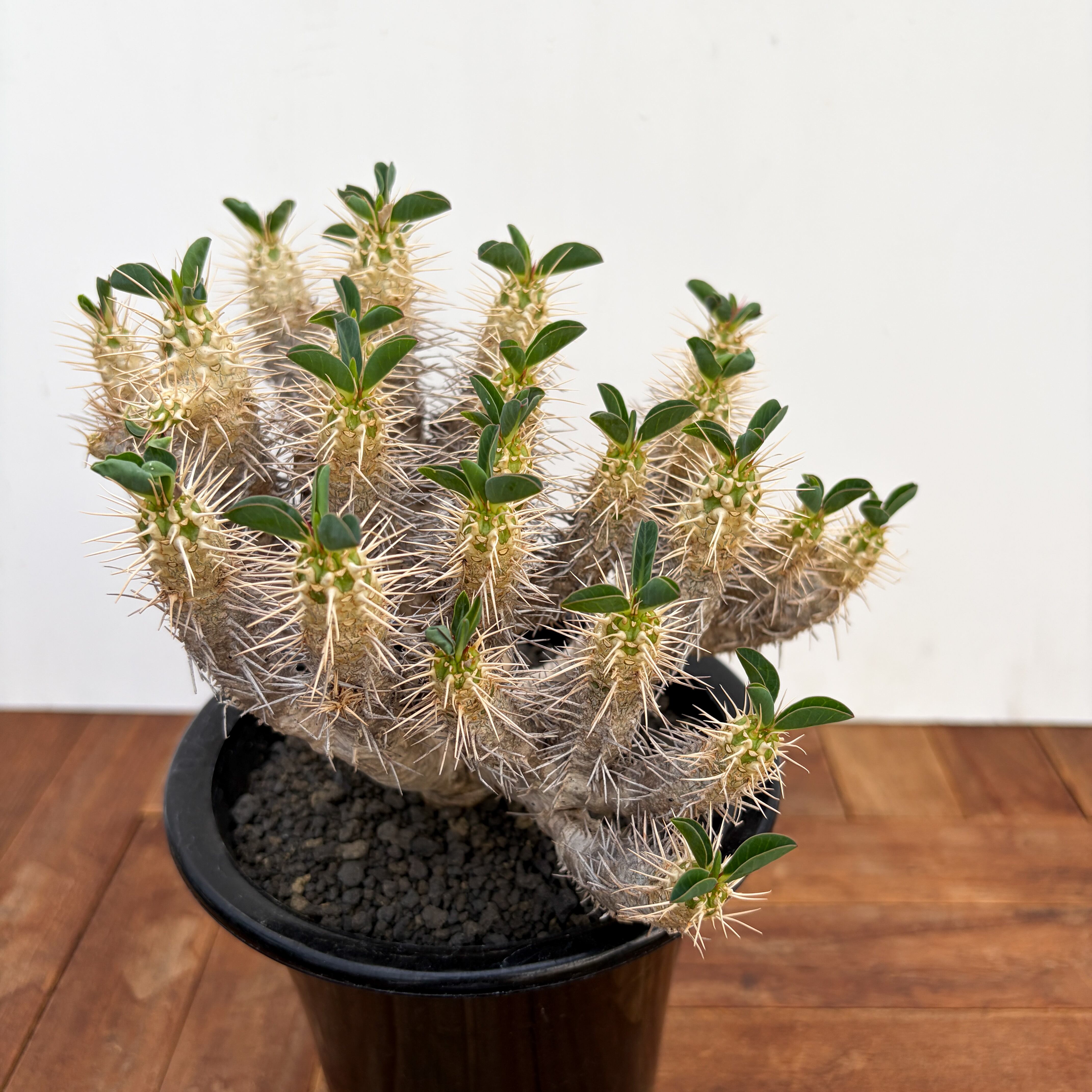 Euphorbia guillauminiana【ユーフォルビア・ギラウミニアナ
